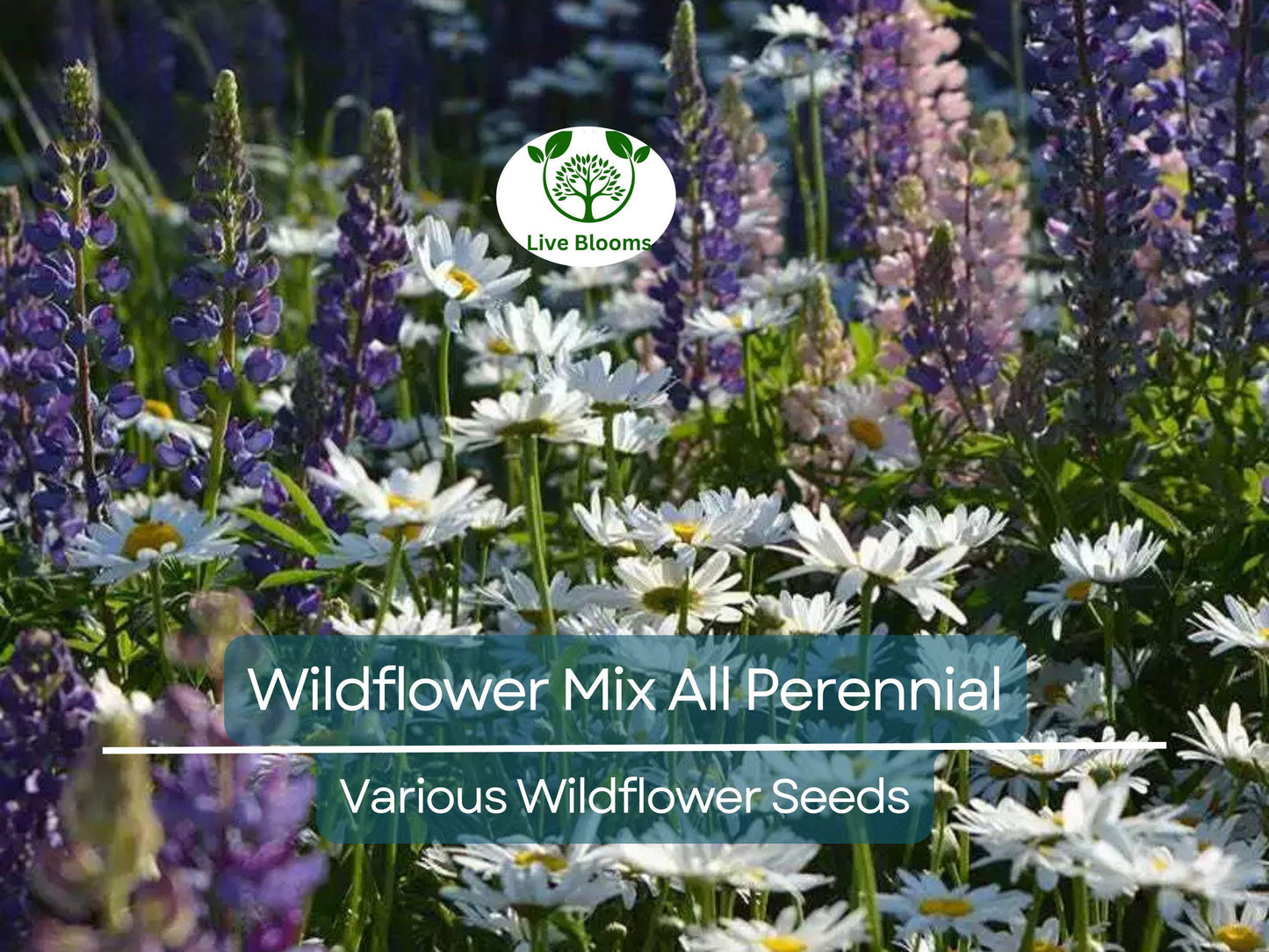 1000 Seeds Wildflower Mix All Perennial Heirloom Flowers Pollinators Non-GMO (Native Wildflowers)