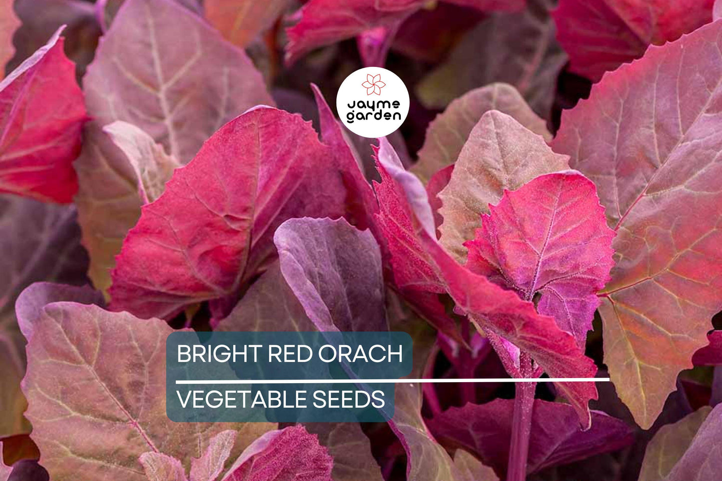 300 Bright Red Orach Seeds, French Spinach (Atriplex hortensis) Heirloom, 1' Tall,