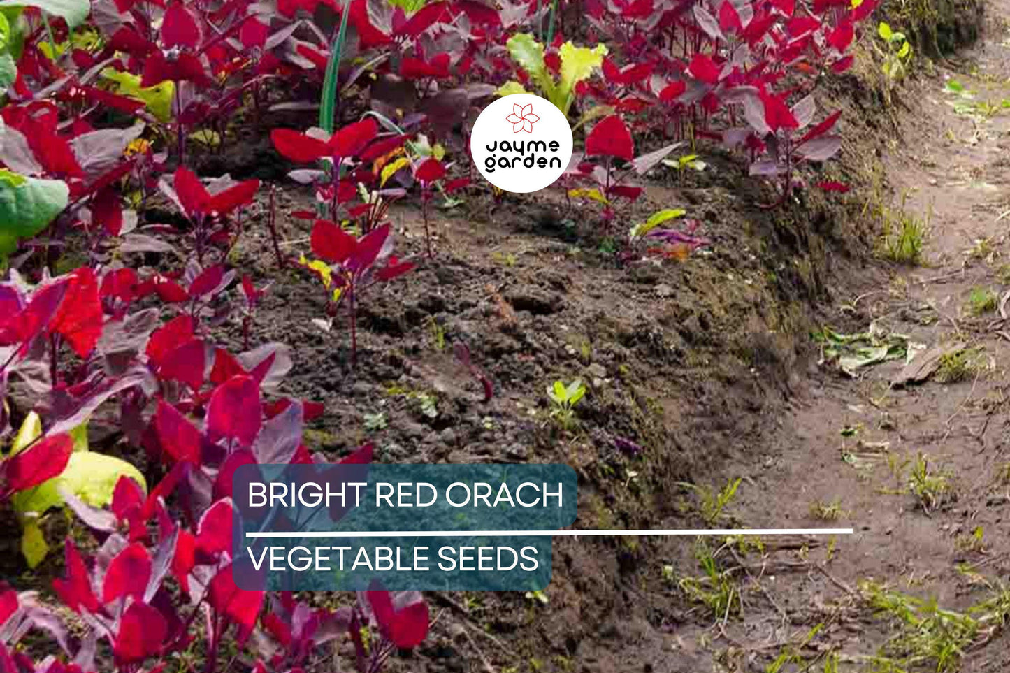 300 Bright Red Orach Seeds, French Spinach (Atriplex hortensis) Heirloom, 1' Tall,