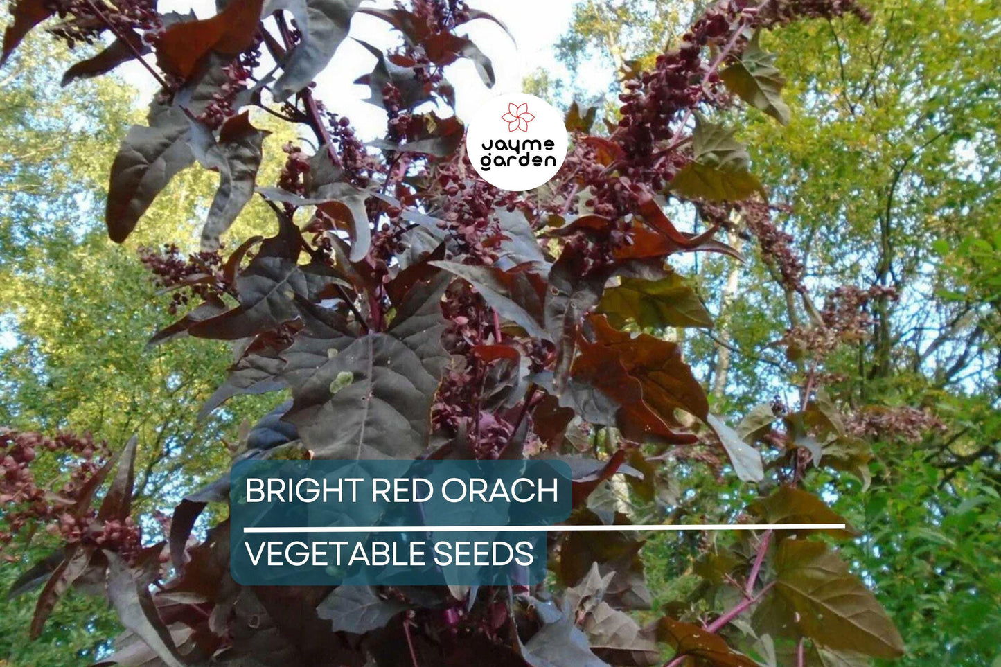 300 Bright Red Orach Seeds, French Spinach (Atriplex hortensis) Heirloom, 1' Tall,