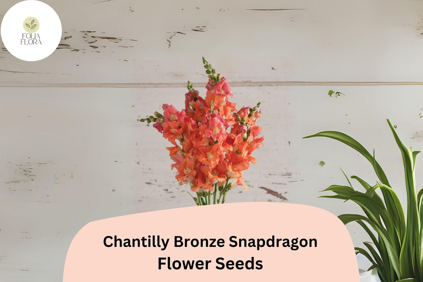 Chantilly Bronze Snapdragon Seeds (Antirrhinum majus) | 1000+ Seeds | Tall, Warm Bronze Blooms for Garden & Cut Flowers