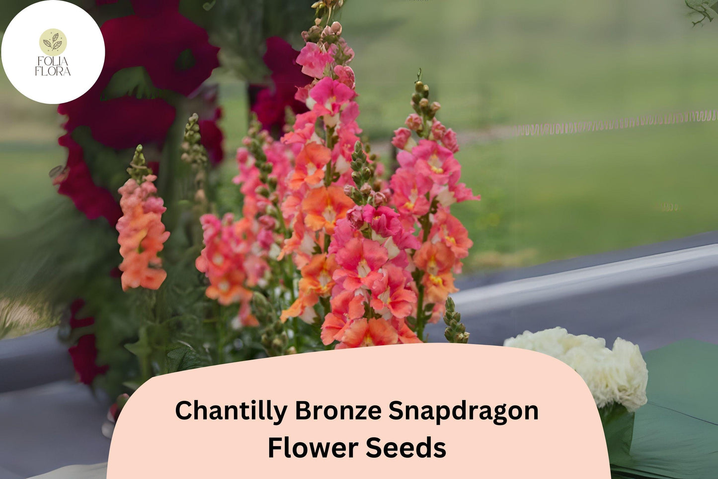 Chantilly Bronze Snapdragon Seeds (Antirrhinum majus) | 1000+ Seeds | Tall, Warm Bronze Blooms for Garden & Cut Flowers
