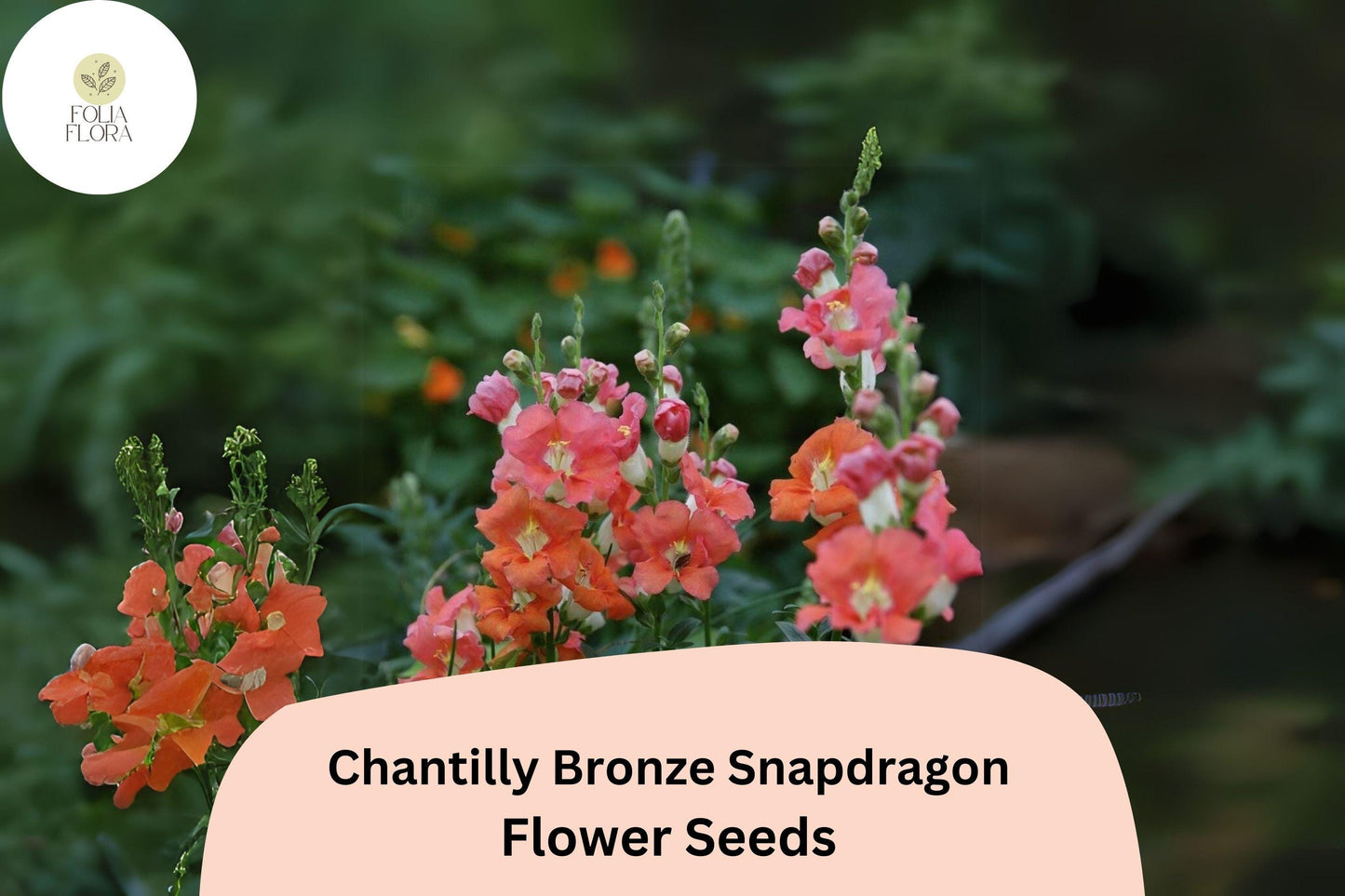 Chantilly Bronze Snapdragon Seeds (Antirrhinum majus) | 1000+ Seeds | Tall, Warm Bronze Blooms for Garden & Cut Flowers