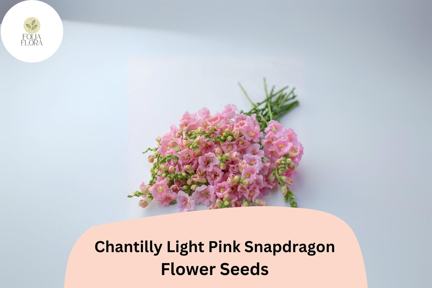 Chantilly Light Pink Snapdragon Seeds (Antirrhinum majus) | 1000+ Seeds | Tall, Soft Pink Blooms for Garden & Cut Flowers