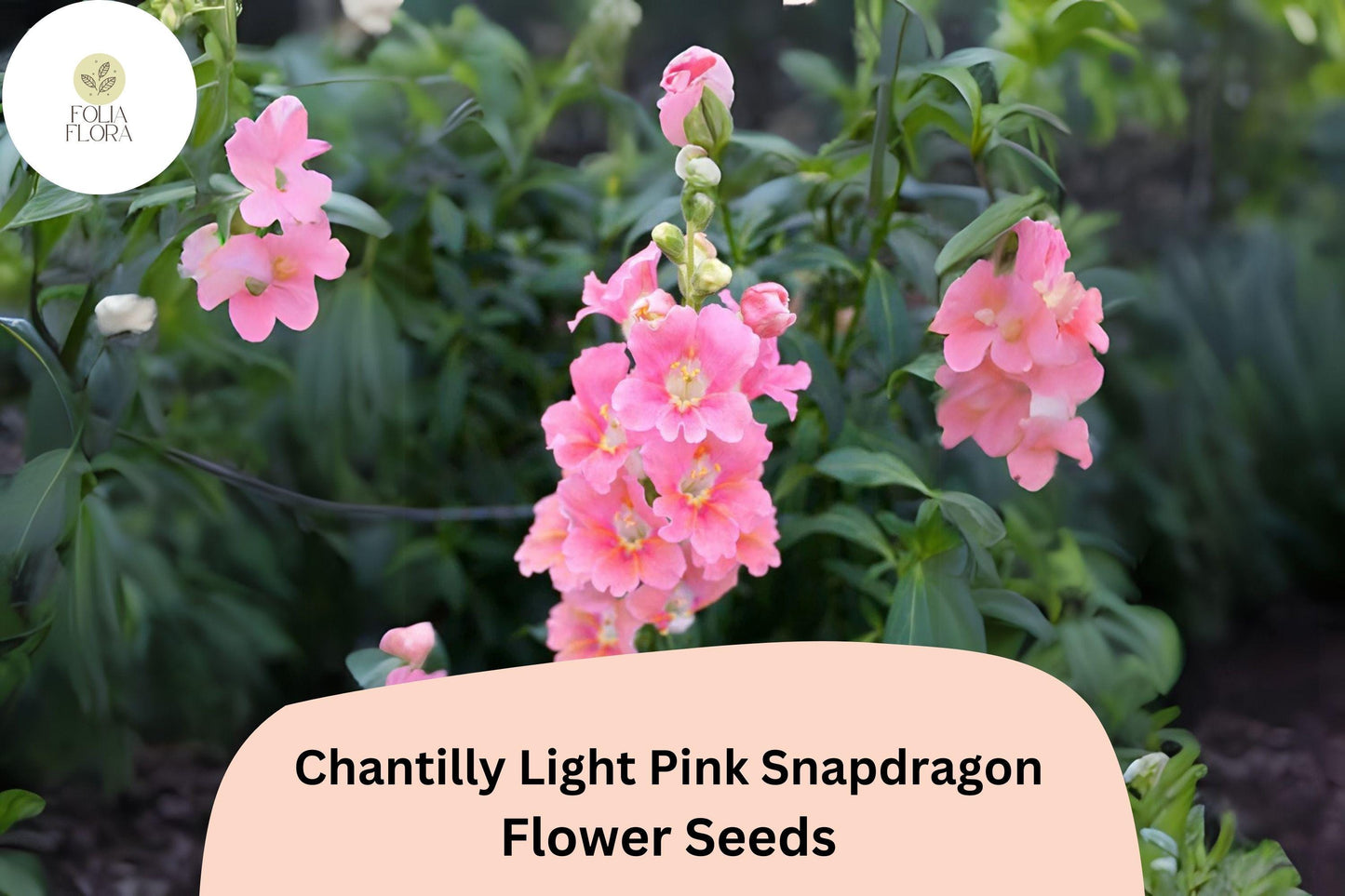 Chantilly Light Pink Snapdragon Seeds (Antirrhinum majus) | 1000+ Seeds | Tall, Soft Pink Blooms for Garden & Cut Flowers