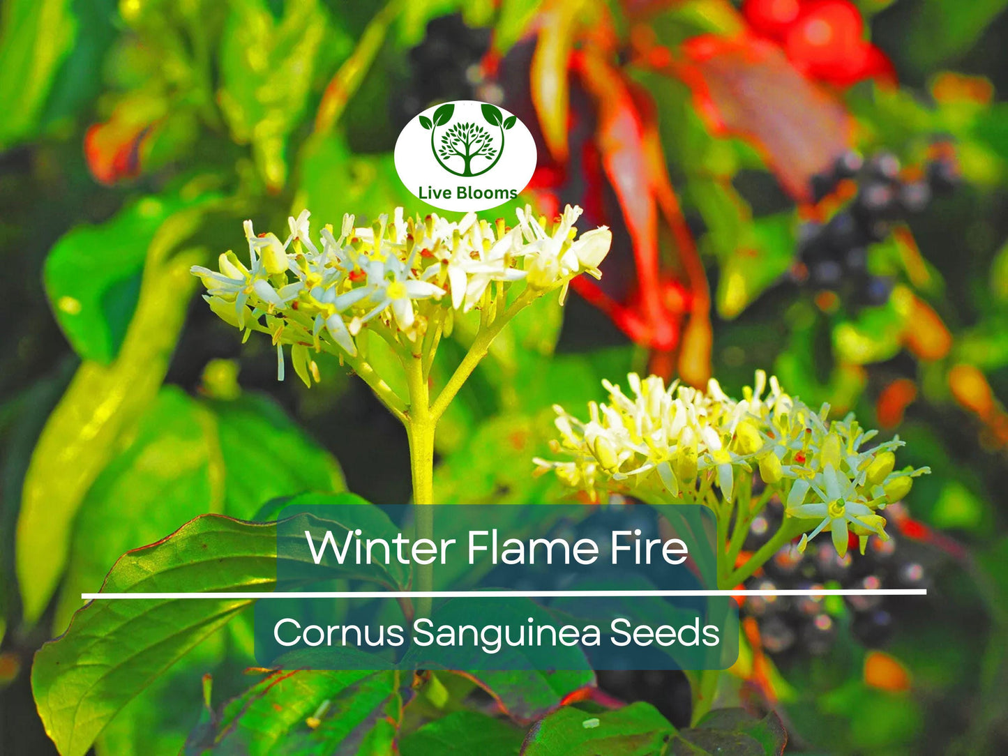 40 Winter Flame Fire Bush Seeds | Bloodtwig Red Dogwood (Cornus Sanguinea) | Vibrant Red Stems, Perfect for Hedges & Winter Landscaping