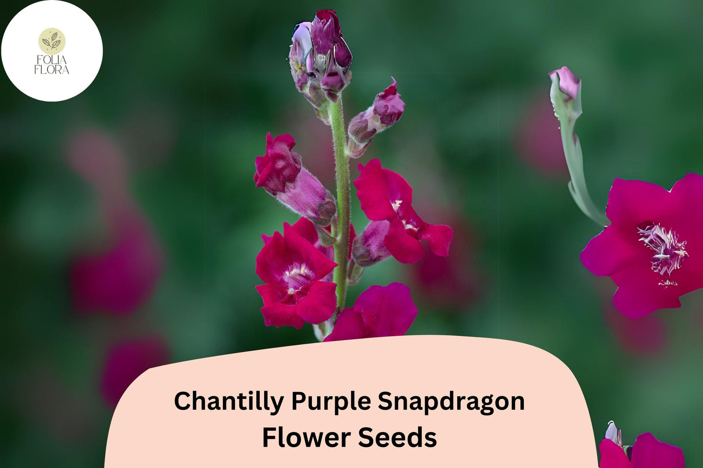 Chantilly Purple Snapdragon Seeds (Antirrhinum majus) | 1000+ Seeds | Tall, Fragrant Purple Blooms for Garden & Cut Flowers