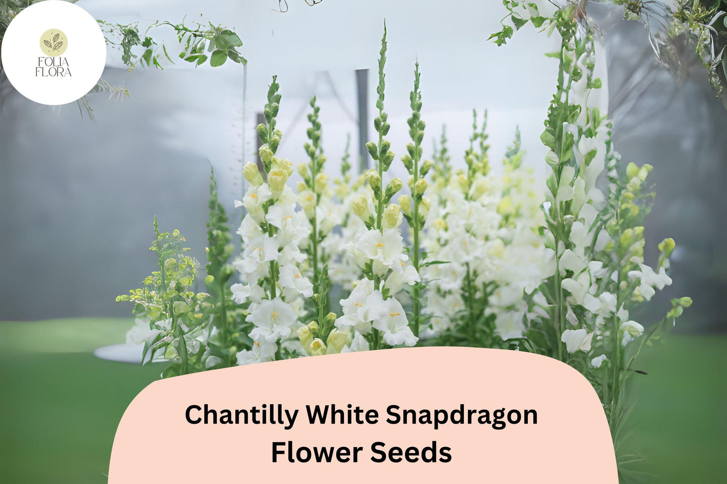 Chantilly White Snapdragon Seeds (Antirrhinum majus) | 1000+ Seeds | Tall, Fragrant White Blooms for Garden & Cut Flowers