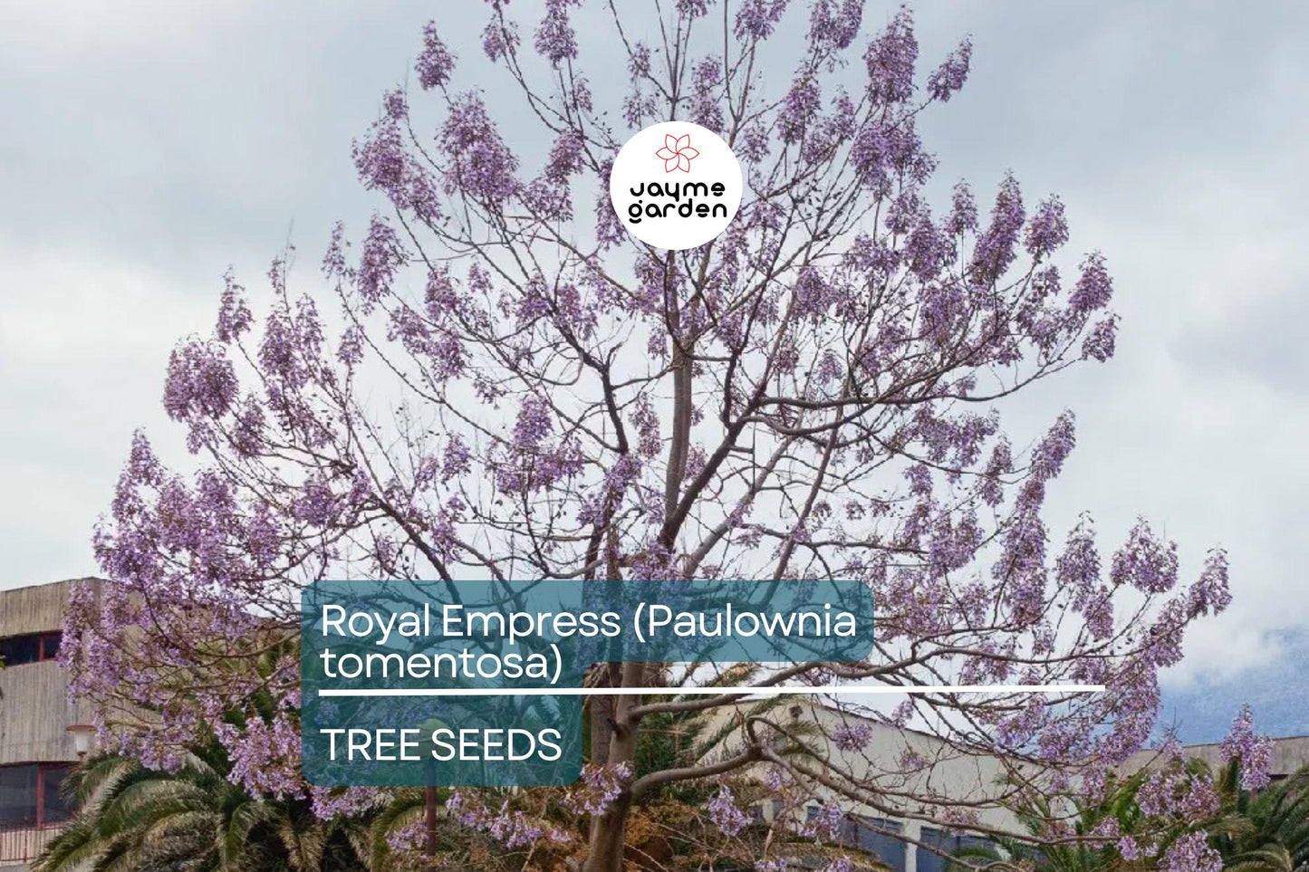 50 Royal Empress Tree Seeds - Fastest Growing Tree - Lavender Flowers - Shade Tree - Non-GMO - Paulownia tomentosa