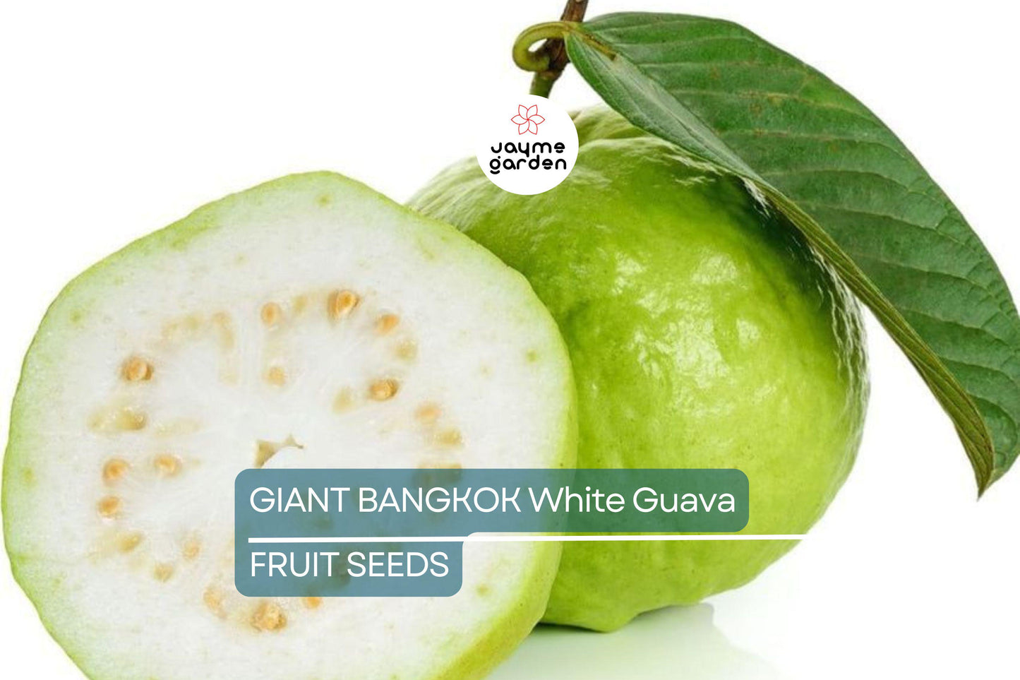 20 Giant Bangkok White Guava Seeds – Organic Non-GMO Sweet Fruit Tree, Psidium Guajava, Tropical Indoor/Outdoor Plant