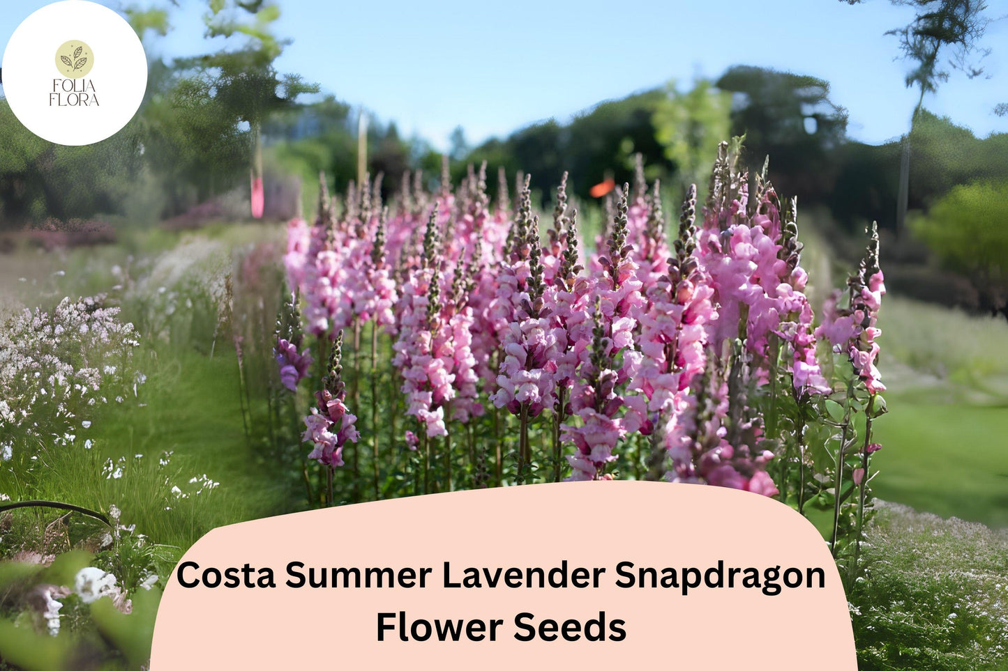 Costa Summer Lavender III Snapdragon Seeds (Antirrhinum majus) | 1000+ Seeds | Soft Lavender Blooms for Garden & Cut Flowers