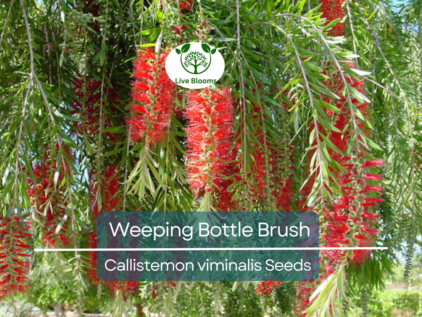 100 Weeping Bottle Brush Seeds (Callistemon viminalis) | Fast Growing Red Flower Tree, Australian Native, Vibrant Landscaping Plant