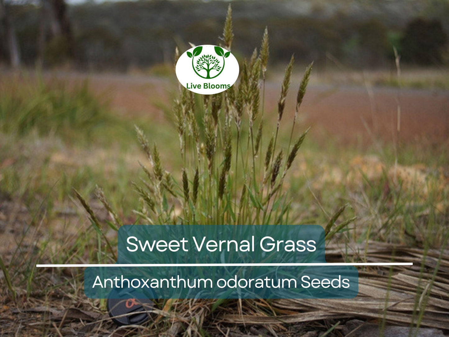 300 Sweet Vernal Grass Seeds – Vanilla Herb (Anthoxanthum odoratum), Fragrant, Perennial Herb, Easy to Grow, Aromatic Lawn or Garden Plant
