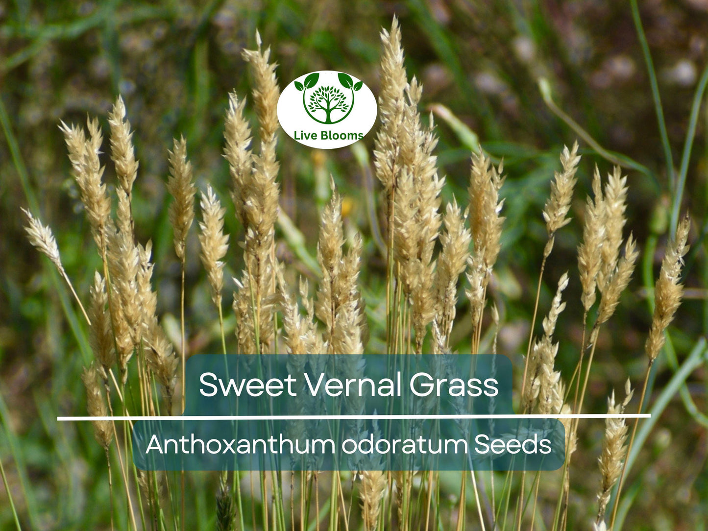 300 Sweet Vernal Grass Seeds – Vanilla Herb (Anthoxanthum odoratum), Fragrant, Perennial Herb, Easy to Grow, Aromatic Lawn or Garden Plant