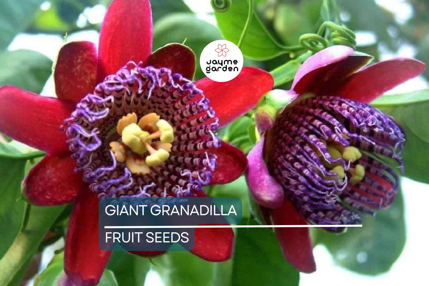10 Giant Granadilla Seeds (Passiflora quadrangularis) - Huge Passionfruit Vine, Exotic Edible Fruit
