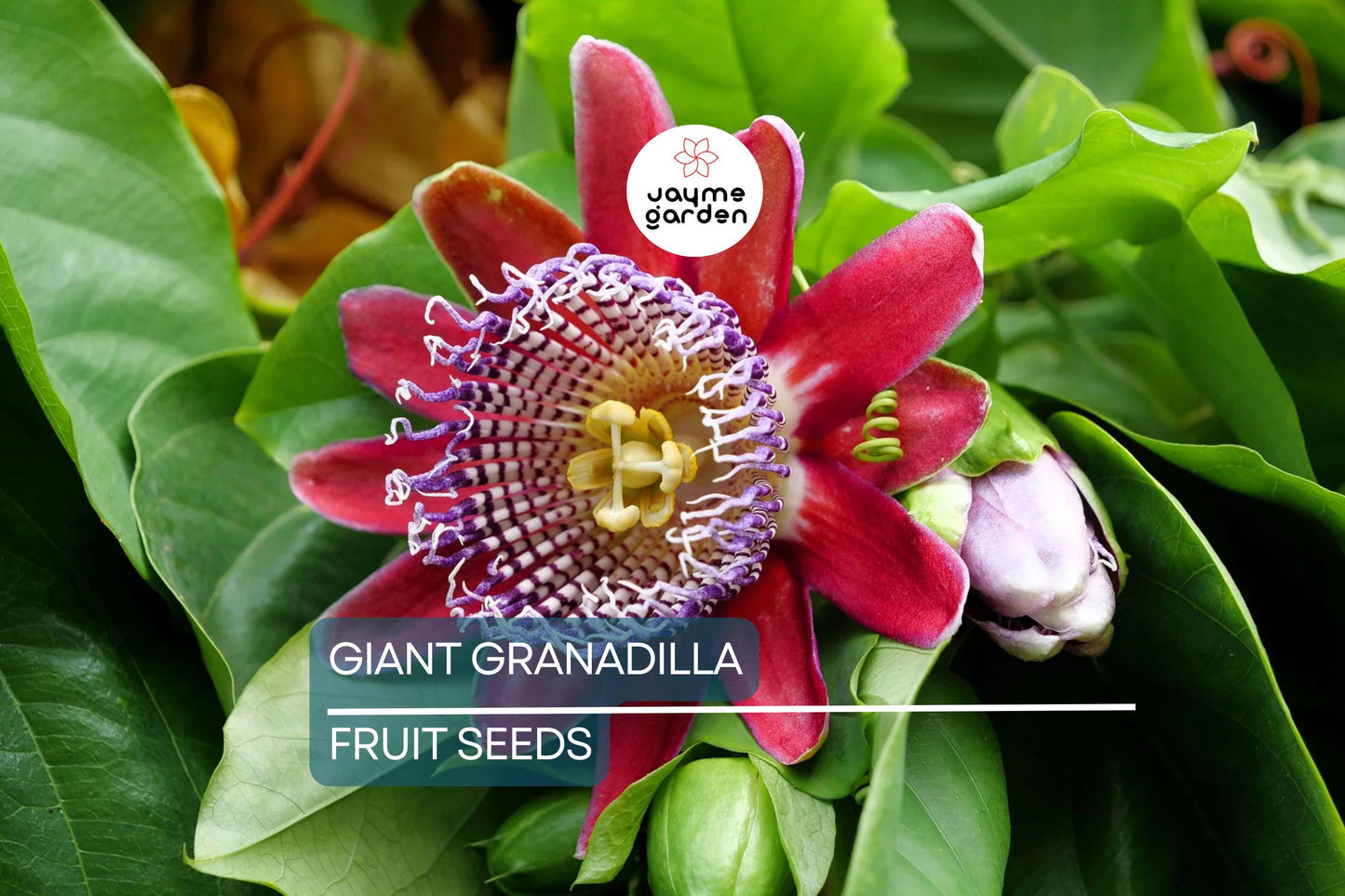 10 Giant Granadilla Seeds (Passiflora quadrangularis) - Huge Passionfruit Vine, Exotic Edible Fruit