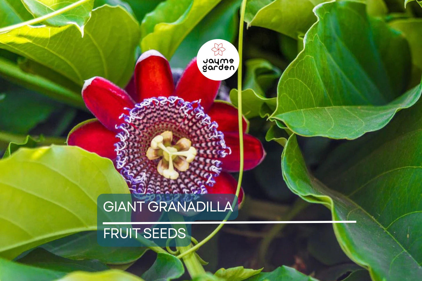 10 Giant Granadilla Seeds (Passiflora quadrangularis) - Huge Passionfruit Vine, Exotic Edible Fruit