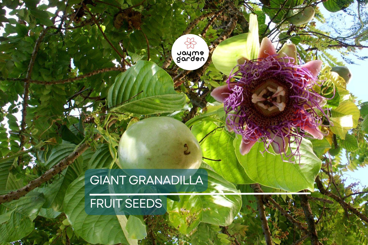 10 Giant Granadilla Seeds (Passiflora quadrangularis) - Huge Passionfruit Vine, Exotic Edible Fruit