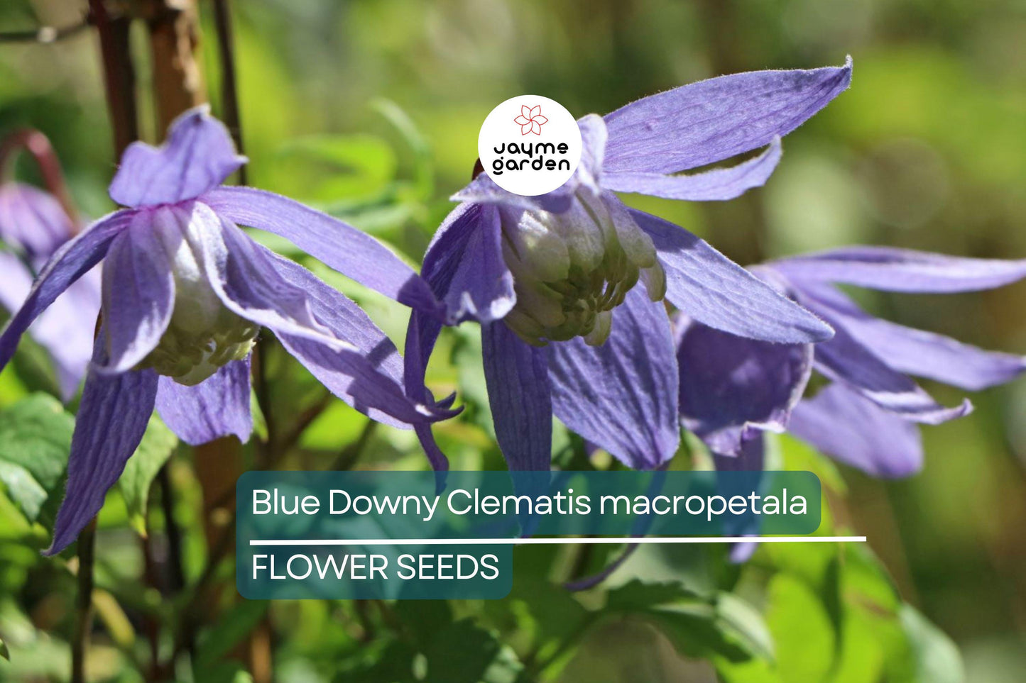 20 Blue Downy Clematis Seeds (Clematis macropetala) - Hardy Climbing Vine, Large Lavender-Blue Flowers
