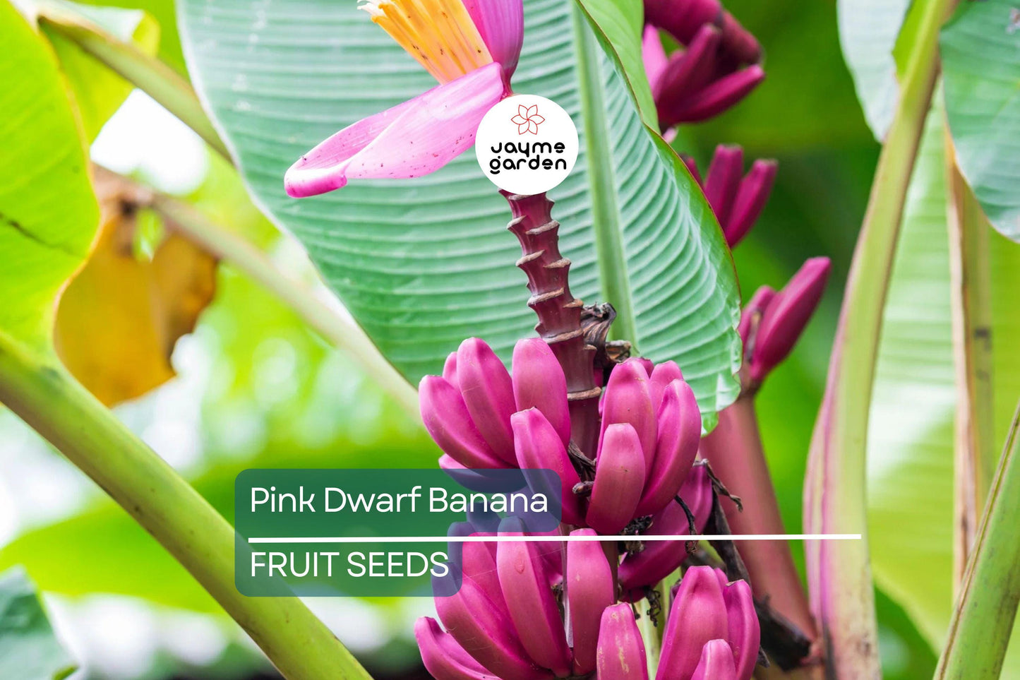 10 Pink Dwarf Banana Tree Seeds (Musa velutina) – Rare Hardy Fruit Plant, Fast-Growing, Zone 7b-11