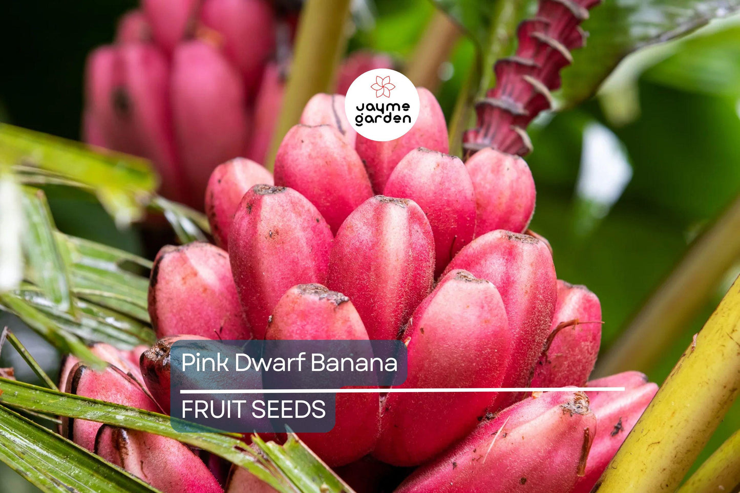 10 Pink Dwarf Banana Tree Seeds (Musa velutina) – Rare Hardy Fruit Plant, Fast-Growing, Zone 7b-11