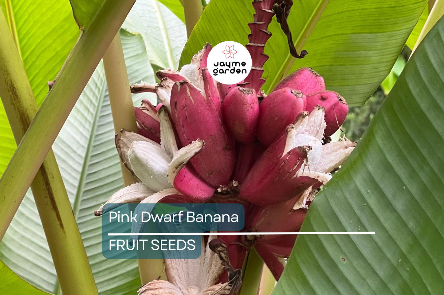 10 Pink Dwarf Banana Tree Seeds (Musa velutina) – Rare Hardy Fruit Plant, Fast-Growing, Zone 7b-11
