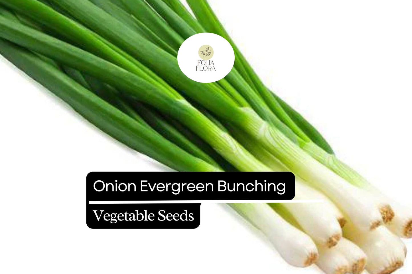 200 Evergreen Bunching Onion Seeds – Allium fistulosum – Heirloom, Fast-Growing, Mild Flavor, Great for Salads & Cooking, Non-GMO