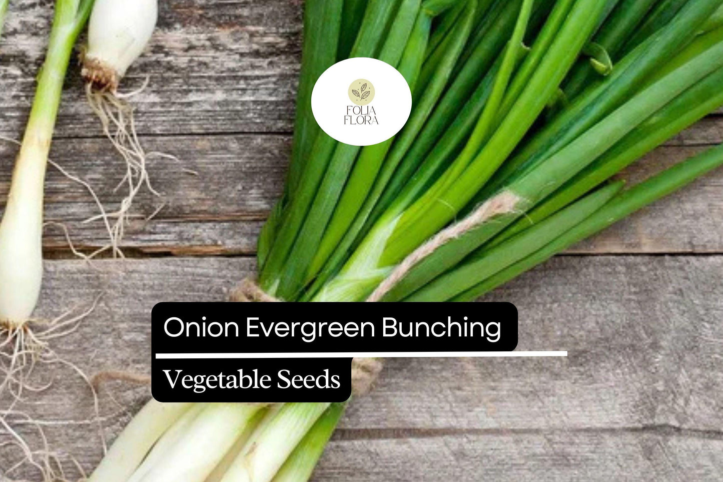 200 Evergreen Bunching Onion Seeds – Allium fistulosum – Heirloom, Fast-Growing, Mild Flavor, Great for Salads & Cooking, Non-GMO