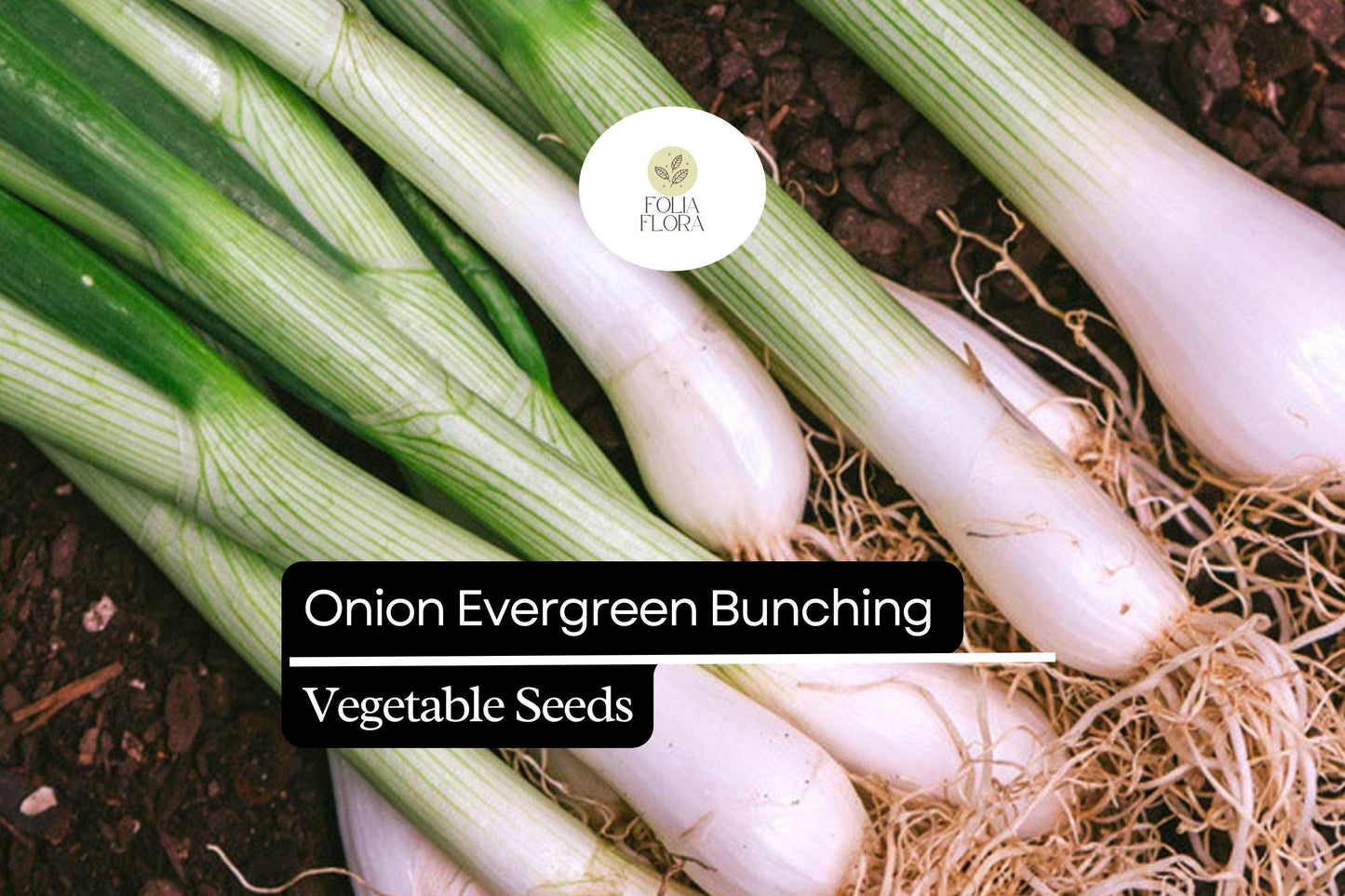 200 Evergreen Bunching Onion Seeds – Allium fistulosum – Heirloom, Fast-Growing, Mild Flavor, Great for Salads & Cooking, Non-GMO