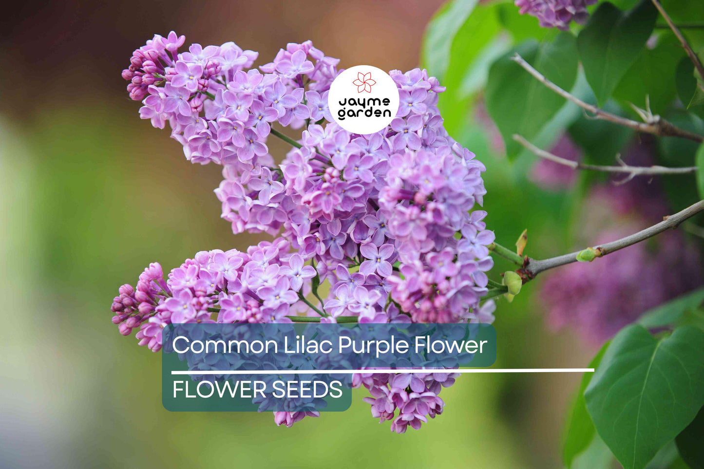 20 Common Lilac Seeds (Syringa vulgaris) – Purple Fragrant Flowering Tree, Hardy Perennial, Zones 3-7