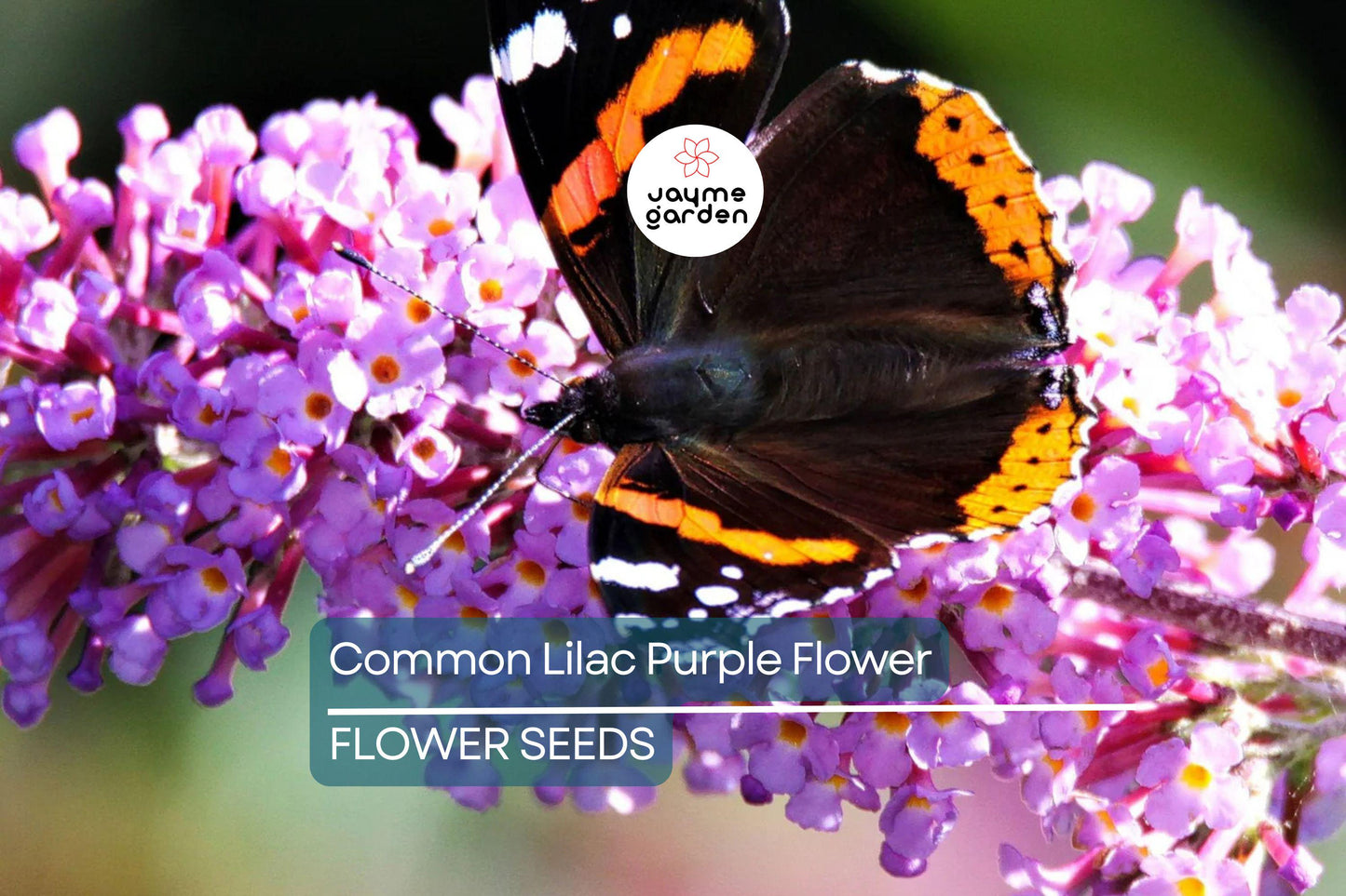20 Common Lilac Seeds (Syringa vulgaris) – Purple Fragrant Flowering Tree, Hardy Perennial, Zones 3-7