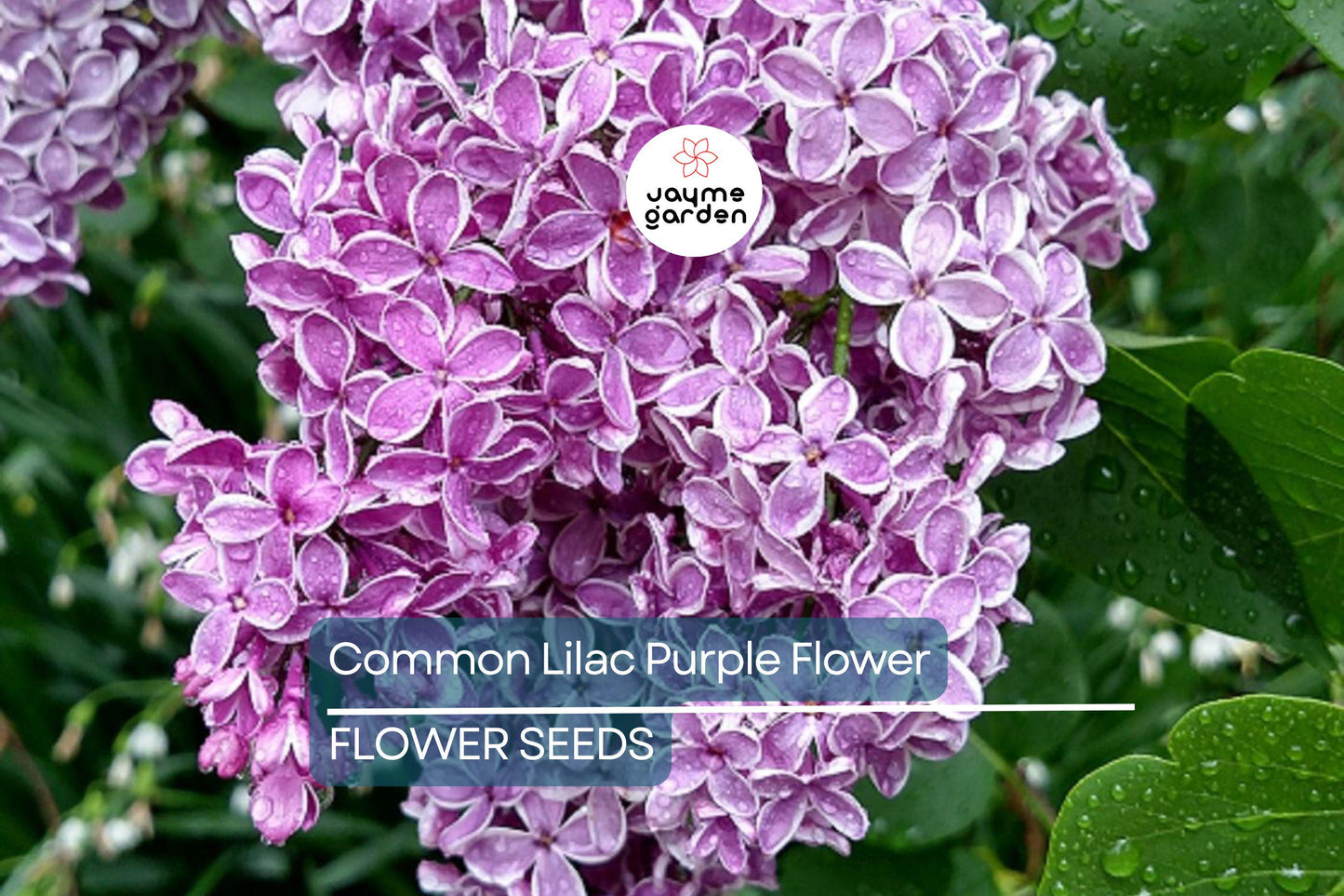20 Common Lilac Seeds (Syringa vulgaris) – Purple Fragrant Flowering Tree, Hardy Perennial, Zones 3-7
