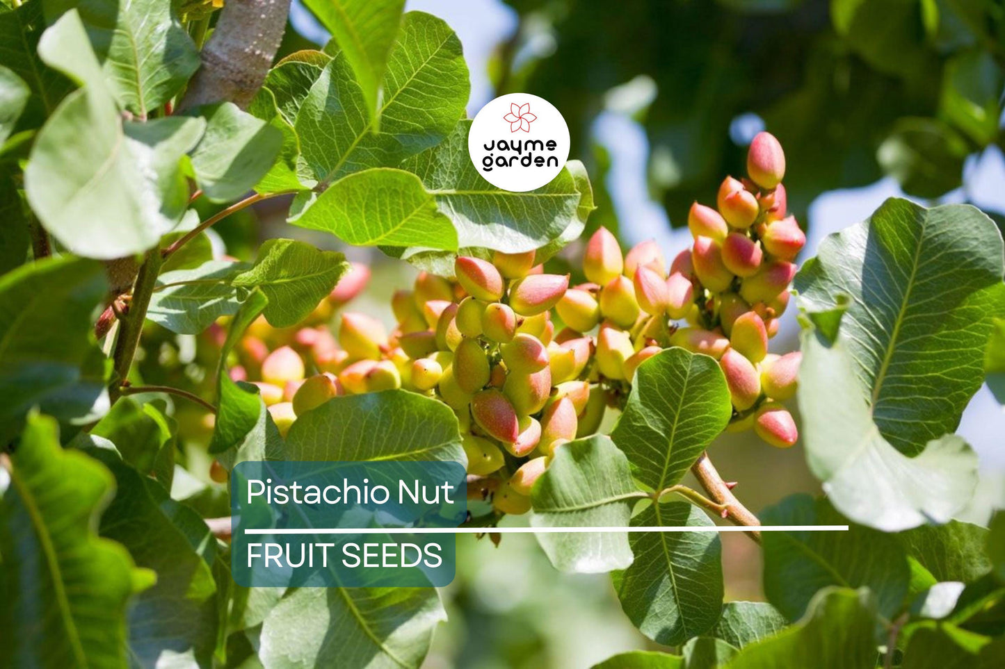 5 Pistachio Nut Tree Seeds (Pistacia vera) – Hardy, Edible Tree for Zones 7-11, Nut-Producing Plant