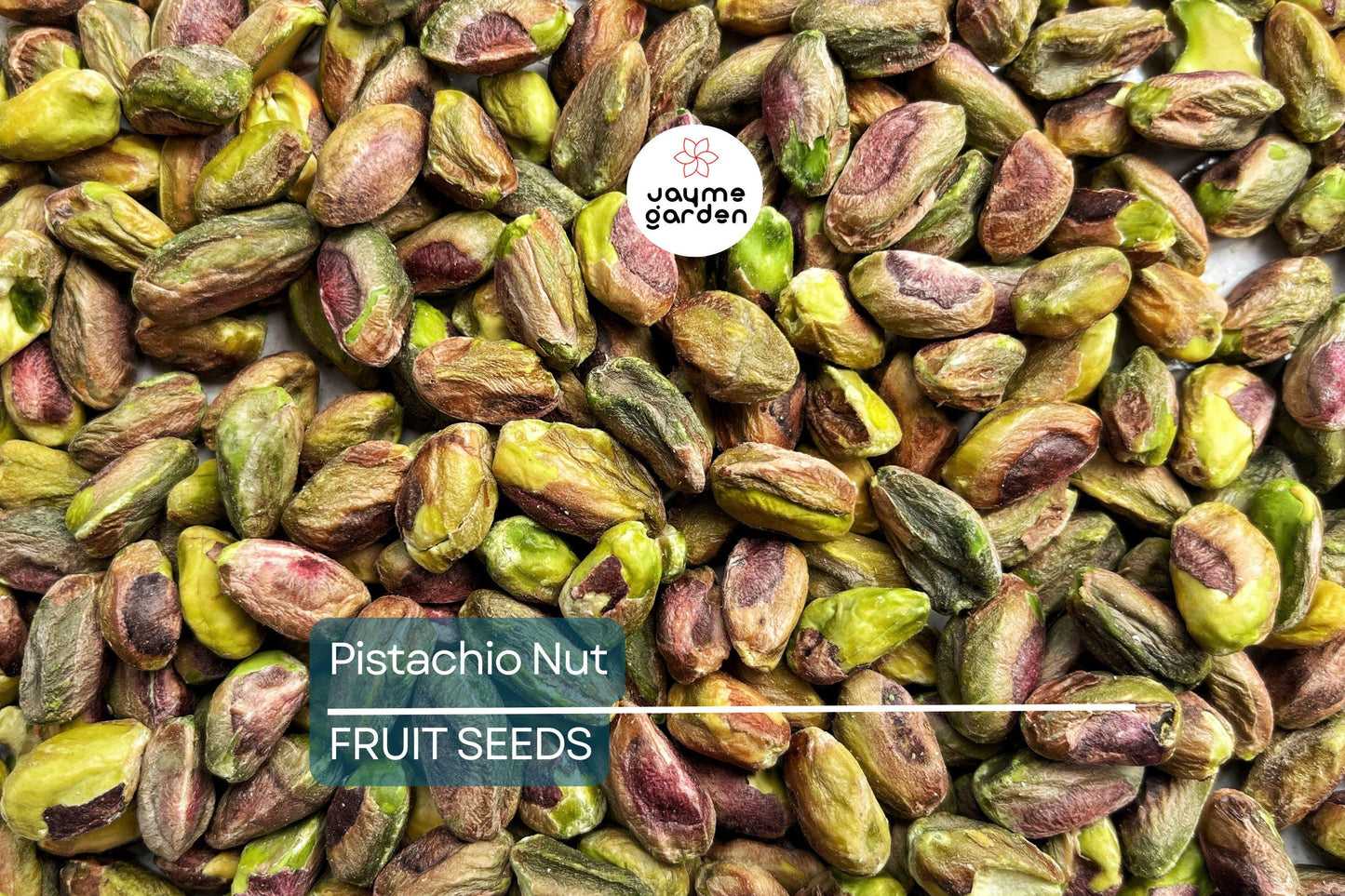 5 Pistachio Nut Tree Seeds (Pistacia vera) – Hardy, Edible Tree for Zones 7-11, Nut-Producing Plant