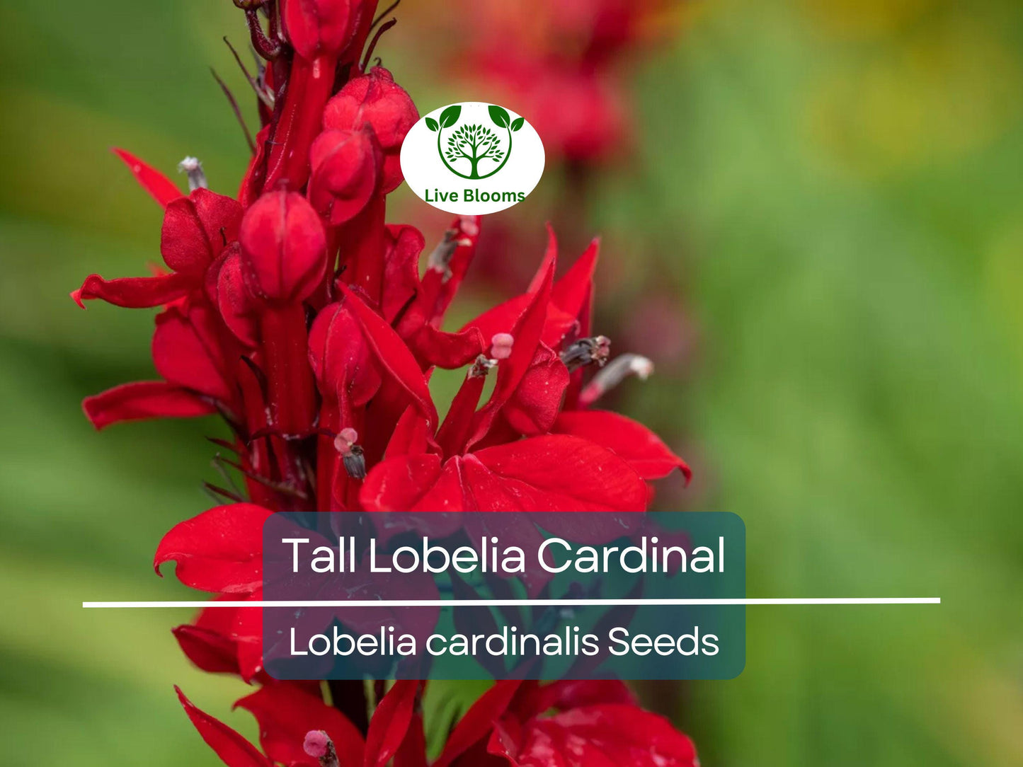 600 Red Wildflower Seeds - Tall Lobelia Cardinal Flower (Lobelia cardinalis) - Bulk, Hardy, Vibrant, Perennial, for Gardens & Pollinators