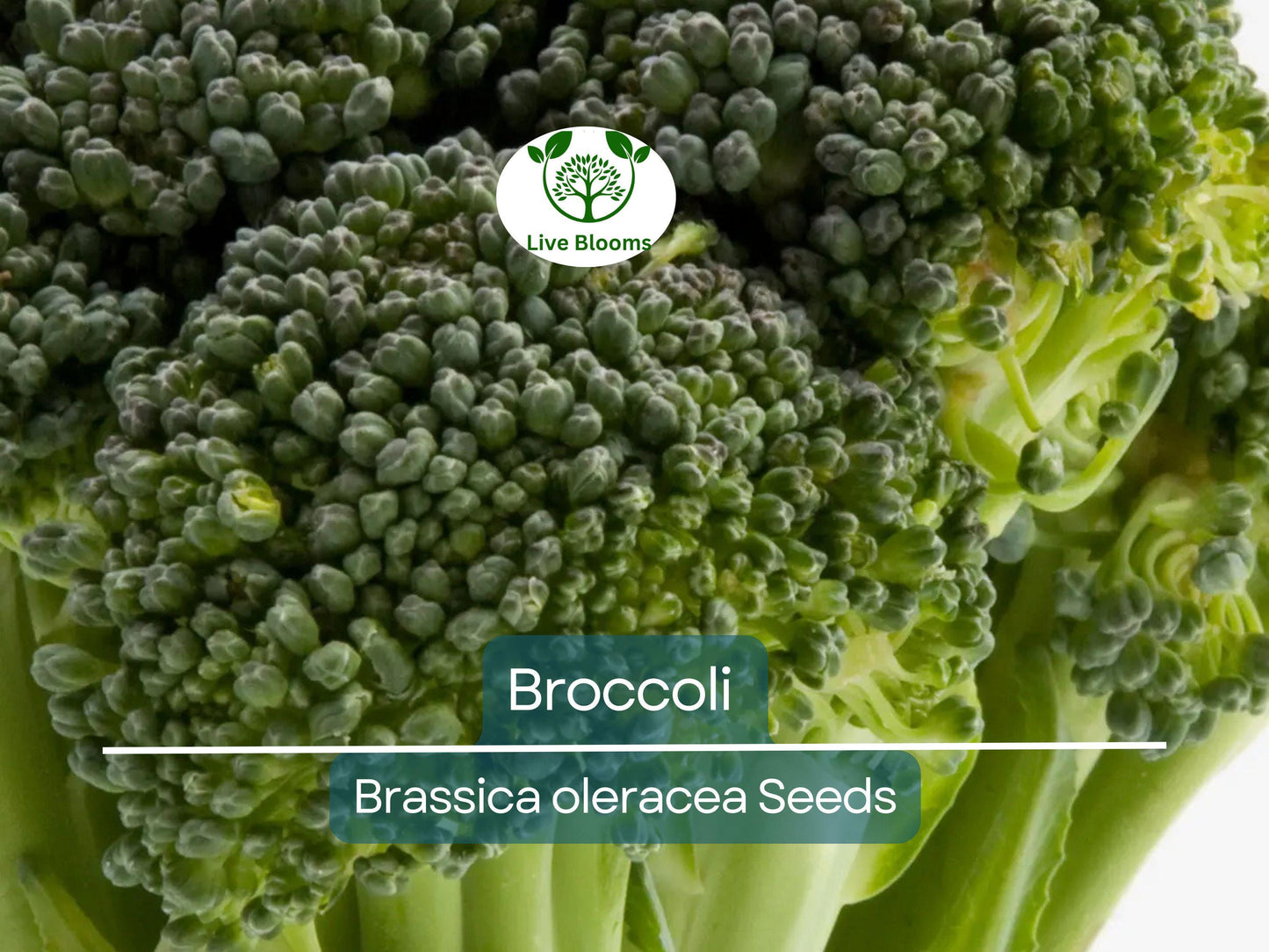 2000 Bulk Broccoli Seeds - Microgreens, Sprouting, or Planting (Brassica oleracea) - Fresh & Nutritious Vegetable Seeds for Healthy Growth