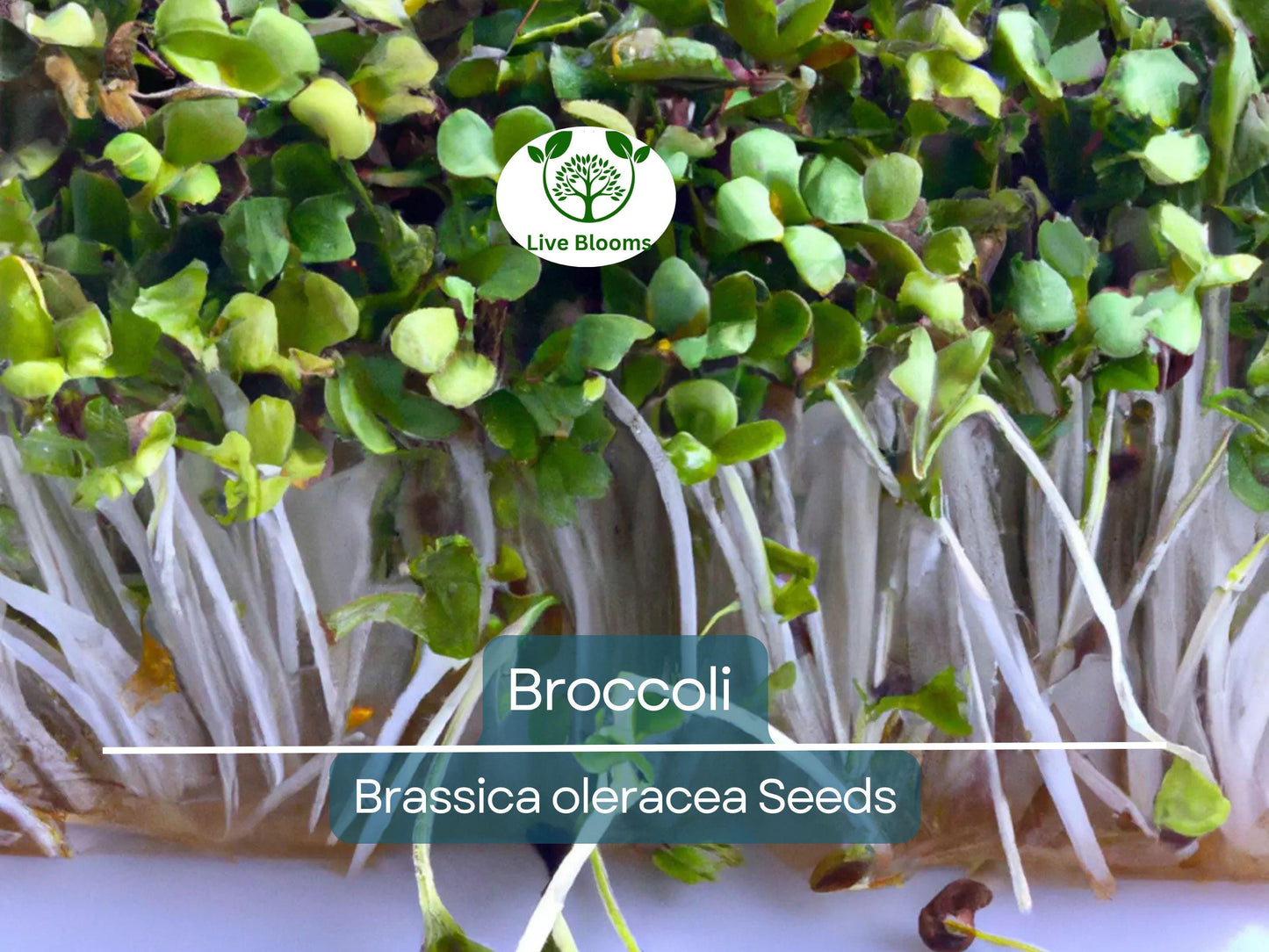 2000 Bulk Broccoli Seeds - Microgreens, Sprouting, or Planting (Brassica oleracea) - Fresh & Nutritious Vegetable Seeds for Healthy Growth