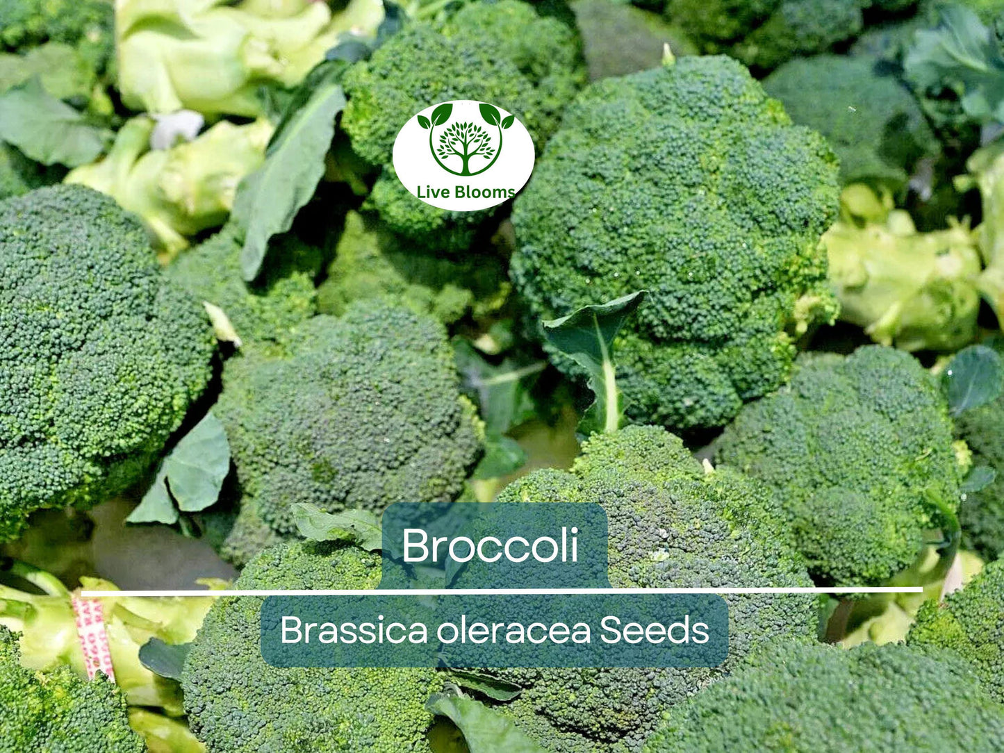 2000 Bulk Broccoli Seeds - Microgreens, Sprouting, or Planting (Brassica oleracea) - Fresh & Nutritious Vegetable Seeds for Healthy Growth