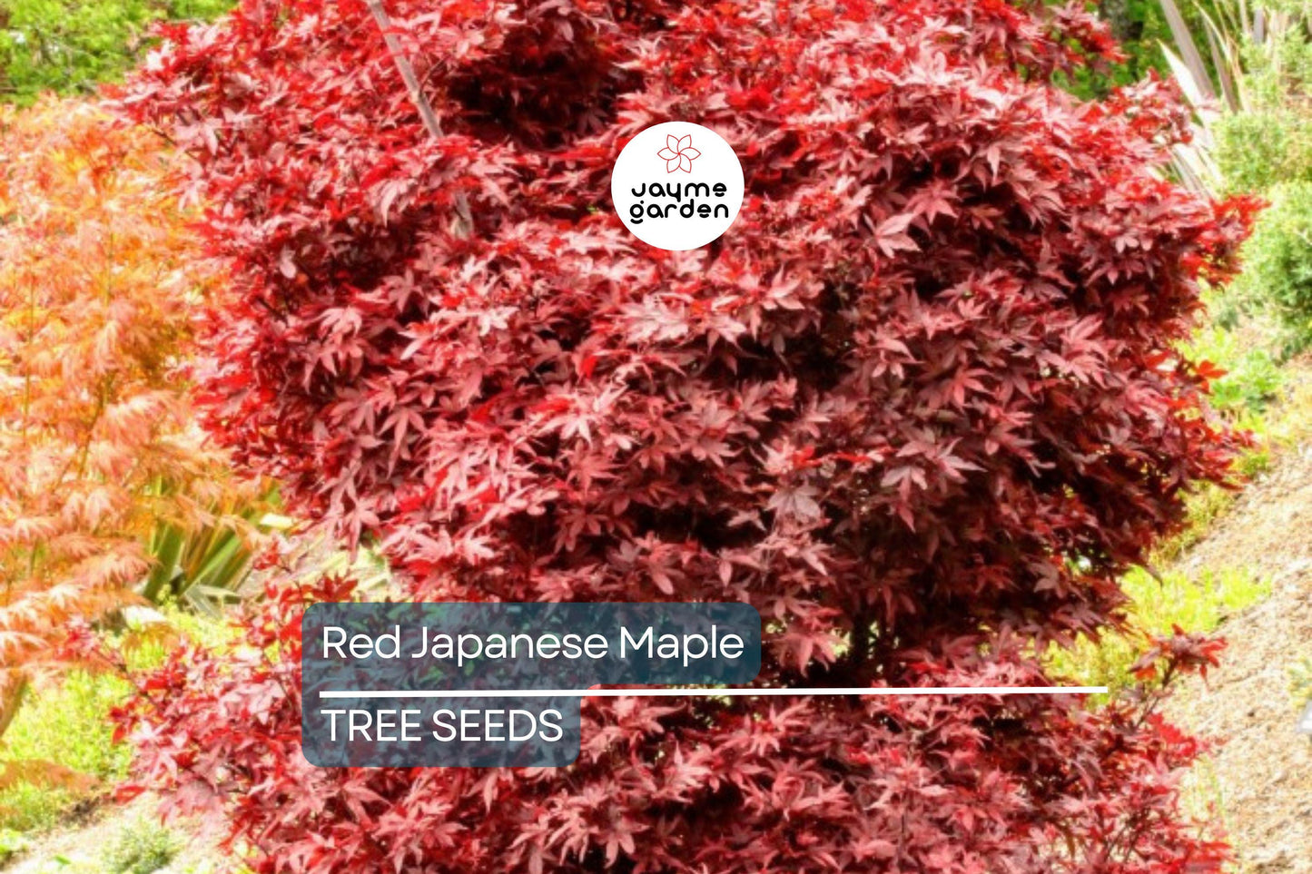 10 Red Japanese Maple Tree Seeds (Acer palmatum) – 20' Tall, Cold Hardy Bonsai Tree