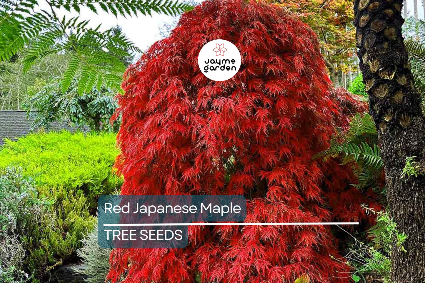 10 Red Japanese Maple Tree Seeds (Acer palmatum) – 20' Tall, Cold Hardy Bonsai Tree