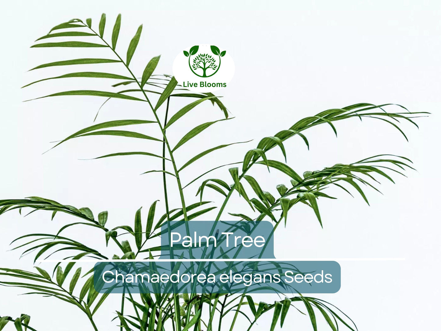 15 Indoor Palm Tree Seeds | Chamaedorea Parlour Palm, Parlor Palm, Tropical Pot Plant, Low-Light, Easy Care, Non-GMO Houseplant Seeds