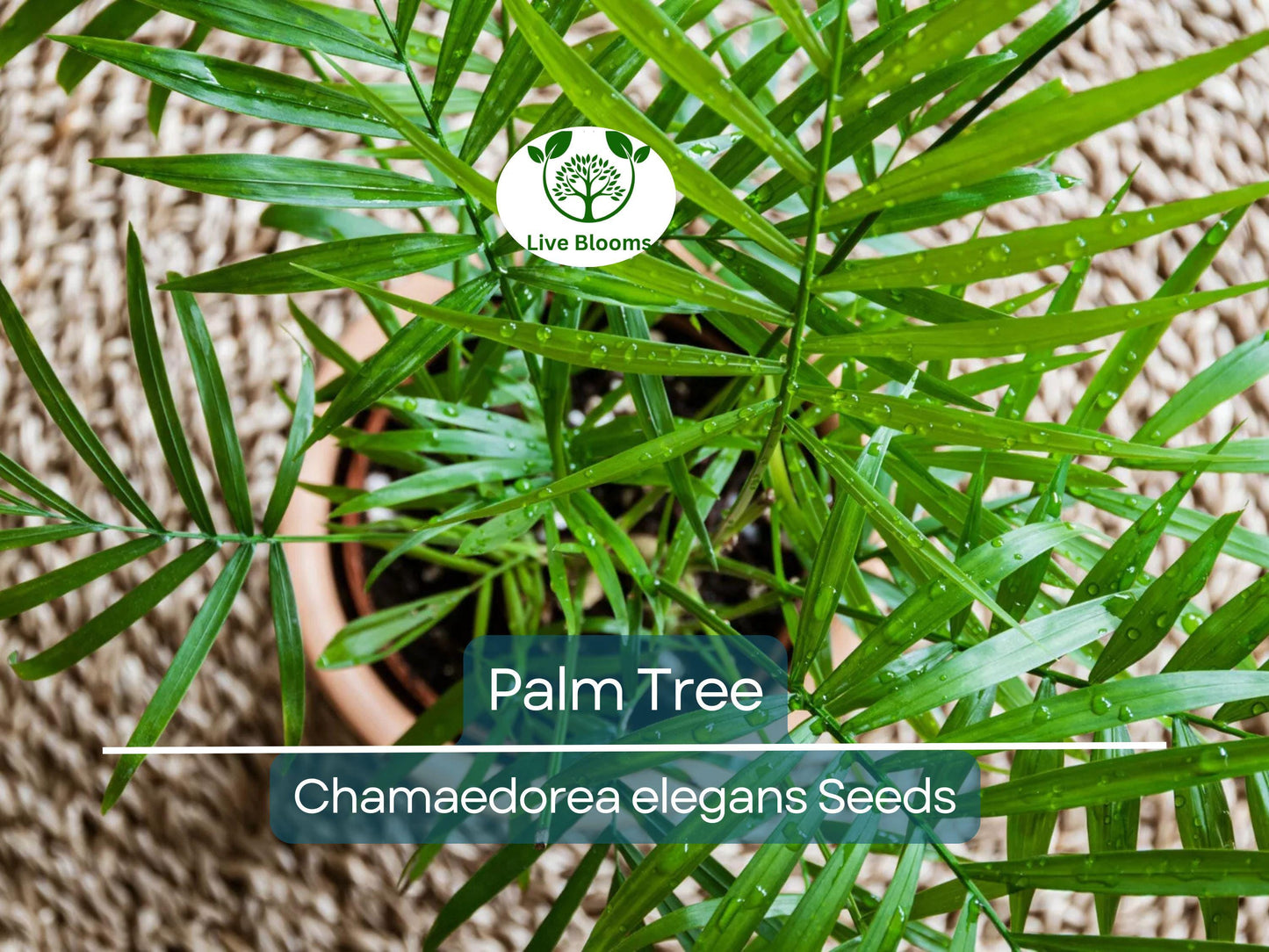 15 Indoor Palm Tree Seeds | Chamaedorea Parlour Palm, Parlor Palm, Tropical Pot Plant, Low-Light, Easy Care, Non-GMO Houseplant Seeds