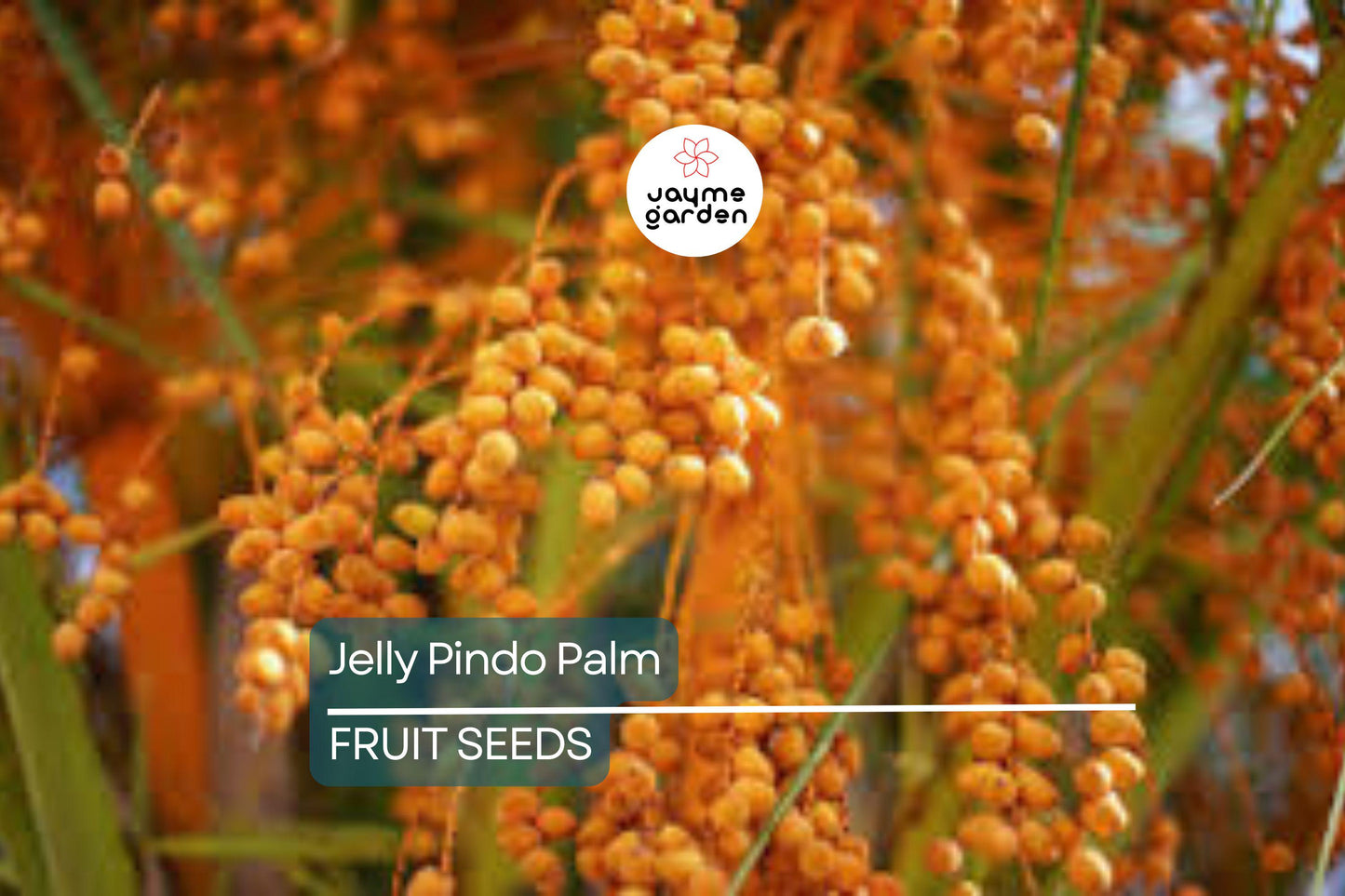 10 Jelly Pindo Palm Tree Seeds (Butia capitata) – Cold Hardy, Tropical Fruit, Exotic
