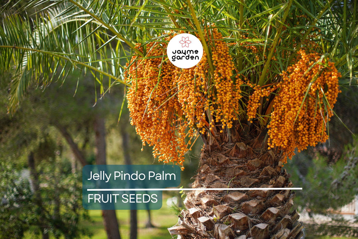 10 Jelly Pindo Palm Tree Seeds (Butia capitata) – Cold Hardy, Tropical Fruit, Exotic