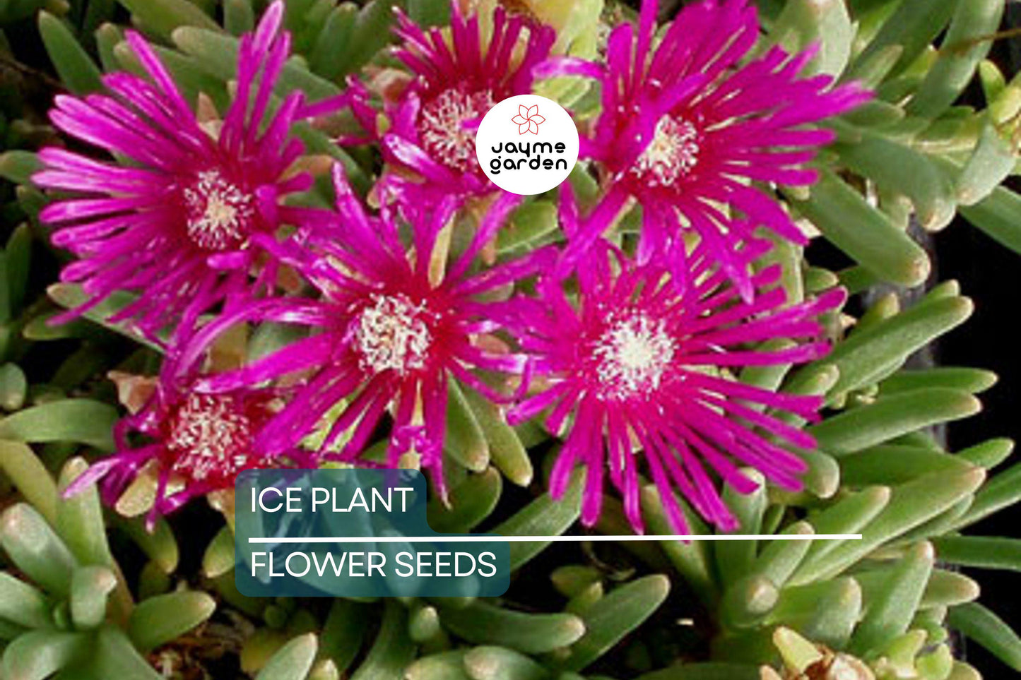 20 Ice Plant Seeds (Delosperma cooperi) - Hardy Succulent Ground Cover, 6" Tall, Magenta Flowers