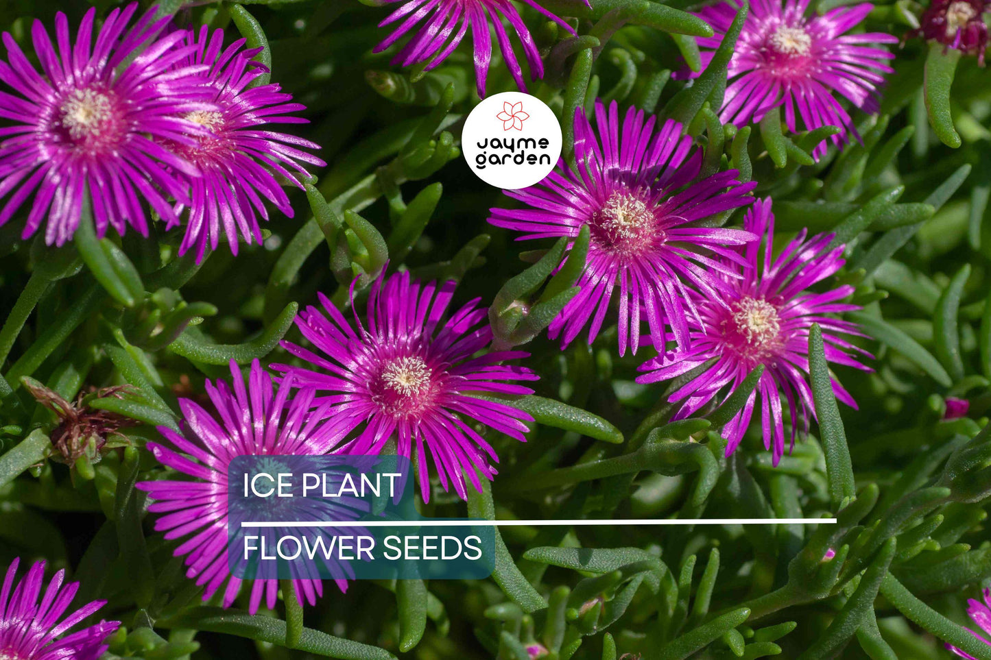 20 Ice Plant Seeds (Delosperma cooperi) - Hardy Succulent Ground Cover, 6" Tall, Magenta Flowers