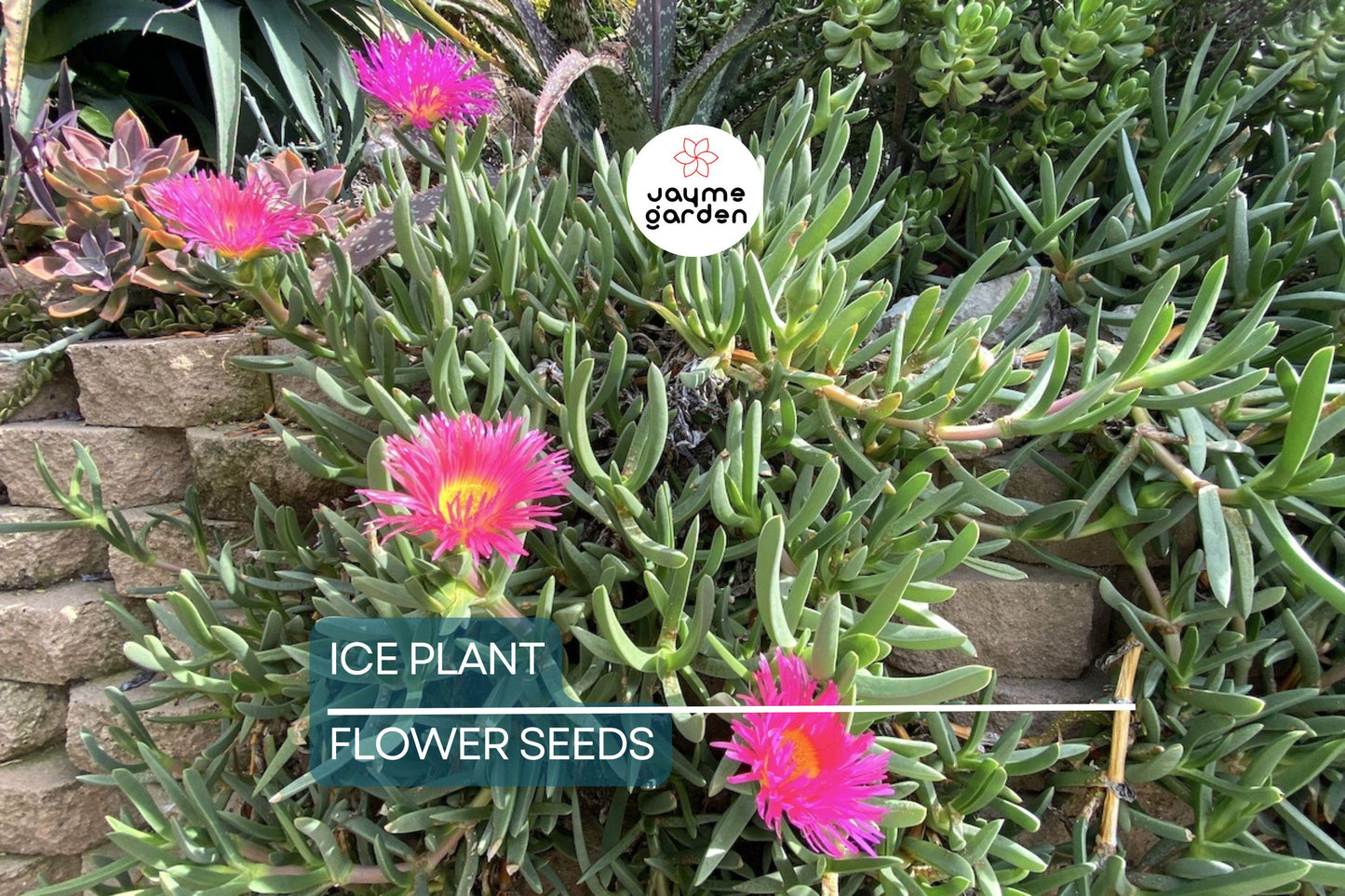 20 Ice Plant Seeds (Delosperma cooperi) - Hardy Succulent Ground Cover, 6" Tall, Magenta Flowers