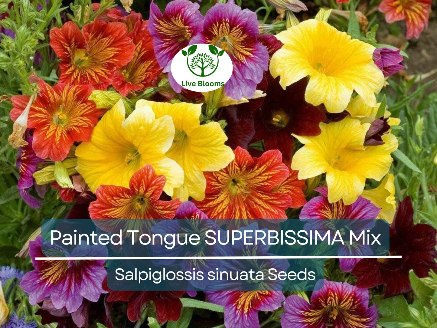 500 Seeds Painted Tongue SUPERBISSIMA Mix, HEIRLOOM Salpiglossis, Non-GMO, Vibrant Colors, Annual Flower, Pollinator-Friendly