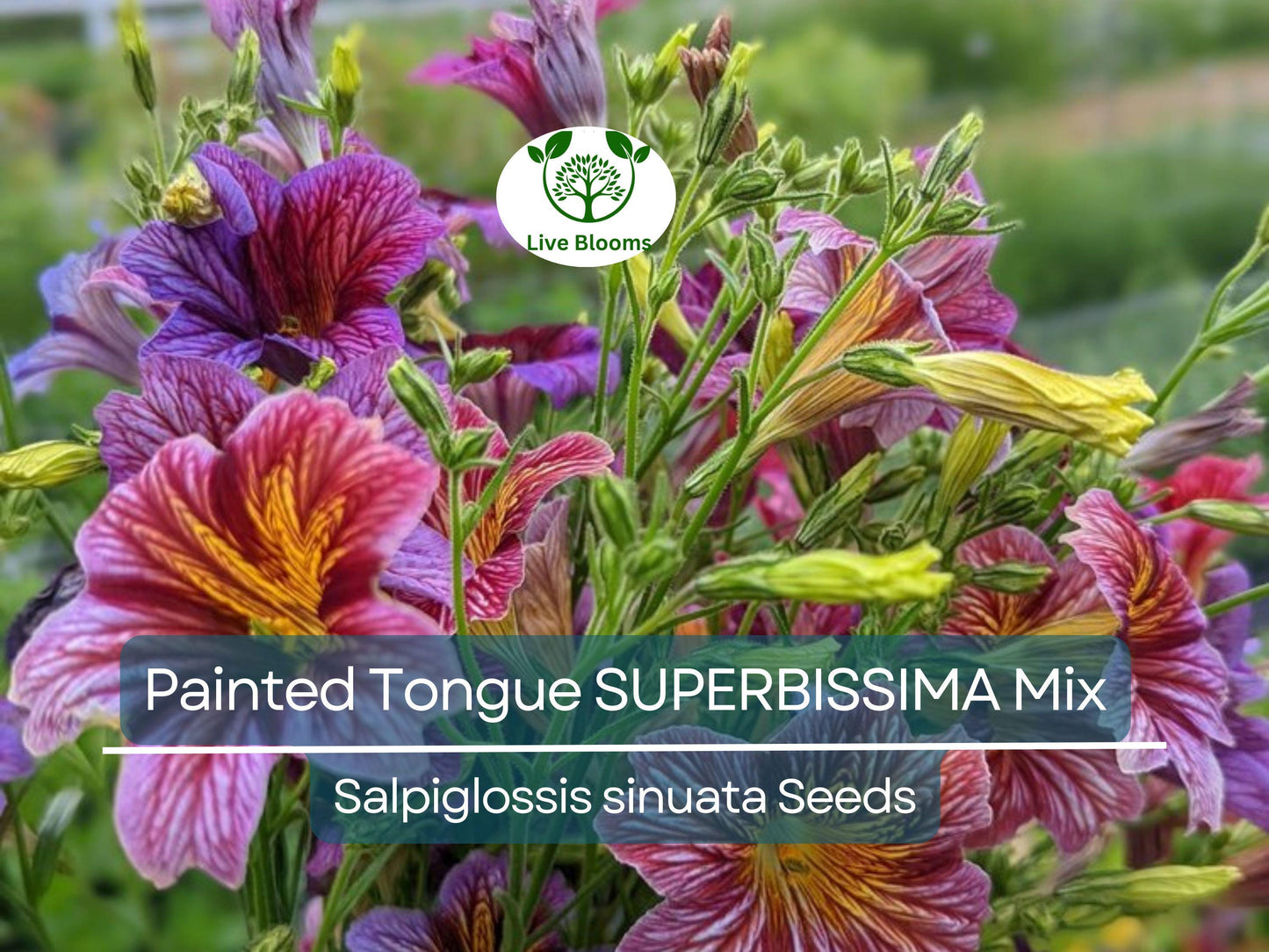 500 Seeds Painted Tongue SUPERBISSIMA Mix, HEIRLOOM Salpiglossis, Non-GMO, Vibrant Colors, Annual Flower, Pollinator-Friendly