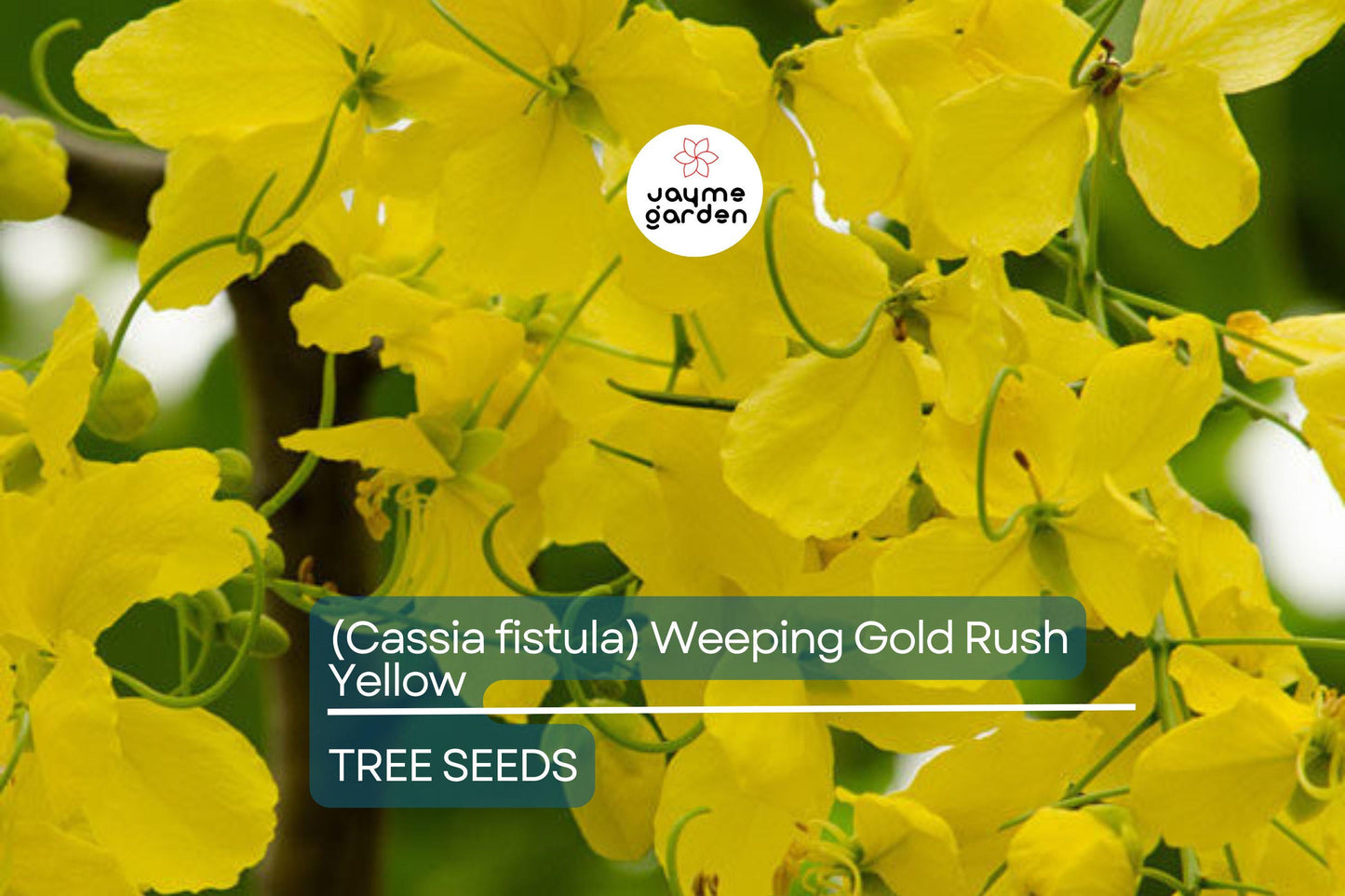 10 Golden Shower Tree (Cassia fistula) Seeds – 30-40' Tall, Weeping Yellow Flowers, Fast Growing